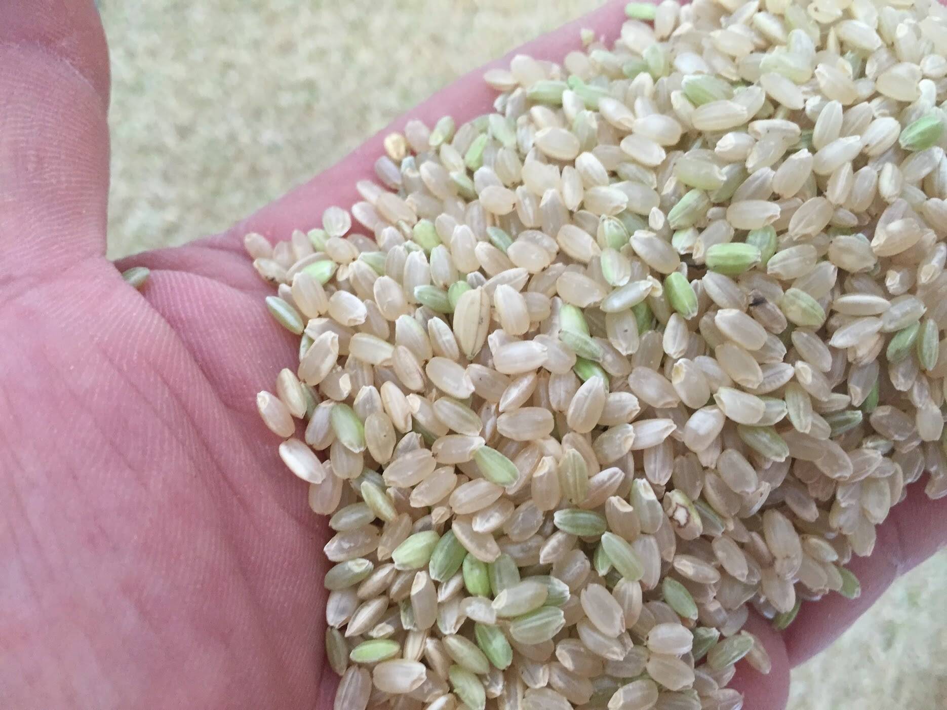 令和6年度産 徳島県産あきさかり玄米20㎏：徳島県産のお米｜食べ