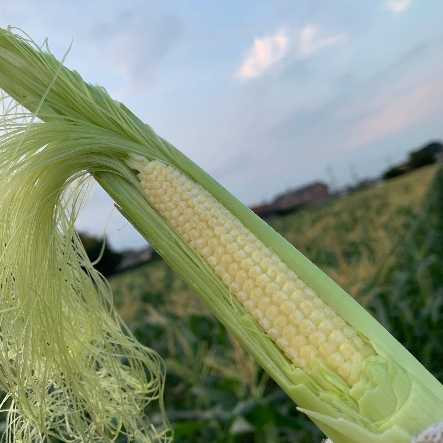 🌽美白のヤングコーン 【 ２０本 】トウモロコシ王子👑が作った『美白の甘姫』💖朝採り新鮮をお届け致します💫  先着順！売り切れ次第終了‼️ご予約お早めに🤩