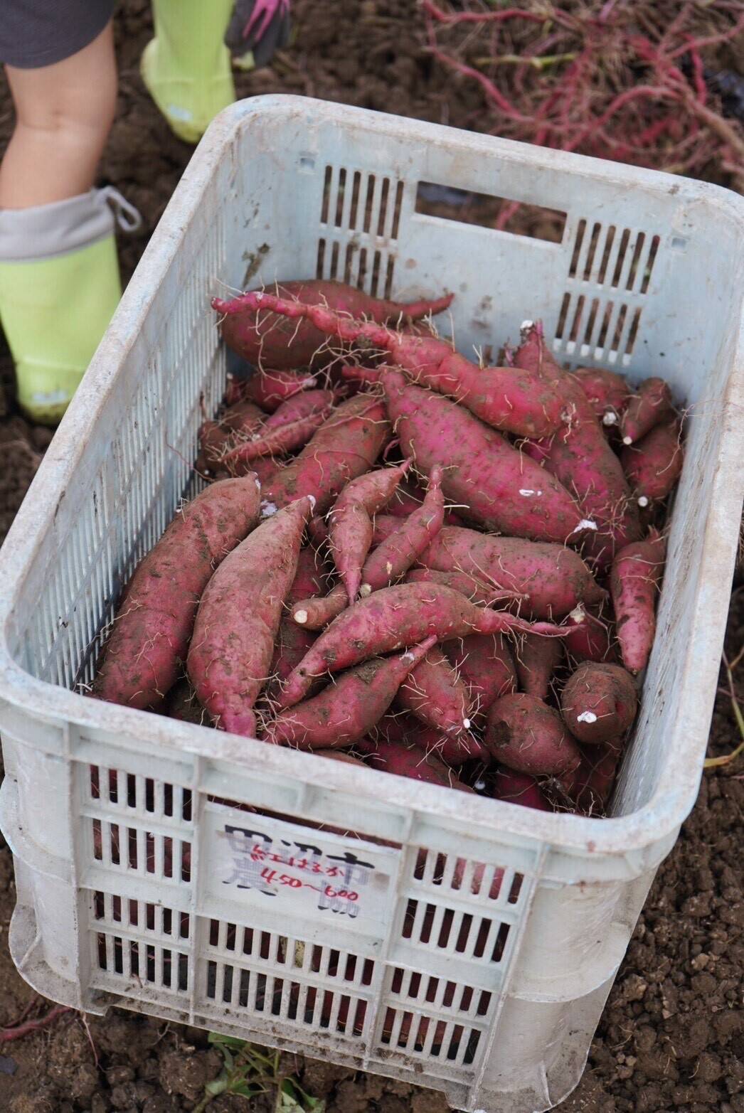 SS~Sサイズ】ころころの紅あずま2kg(土付き：箱入) 熟成期間1ヶ月