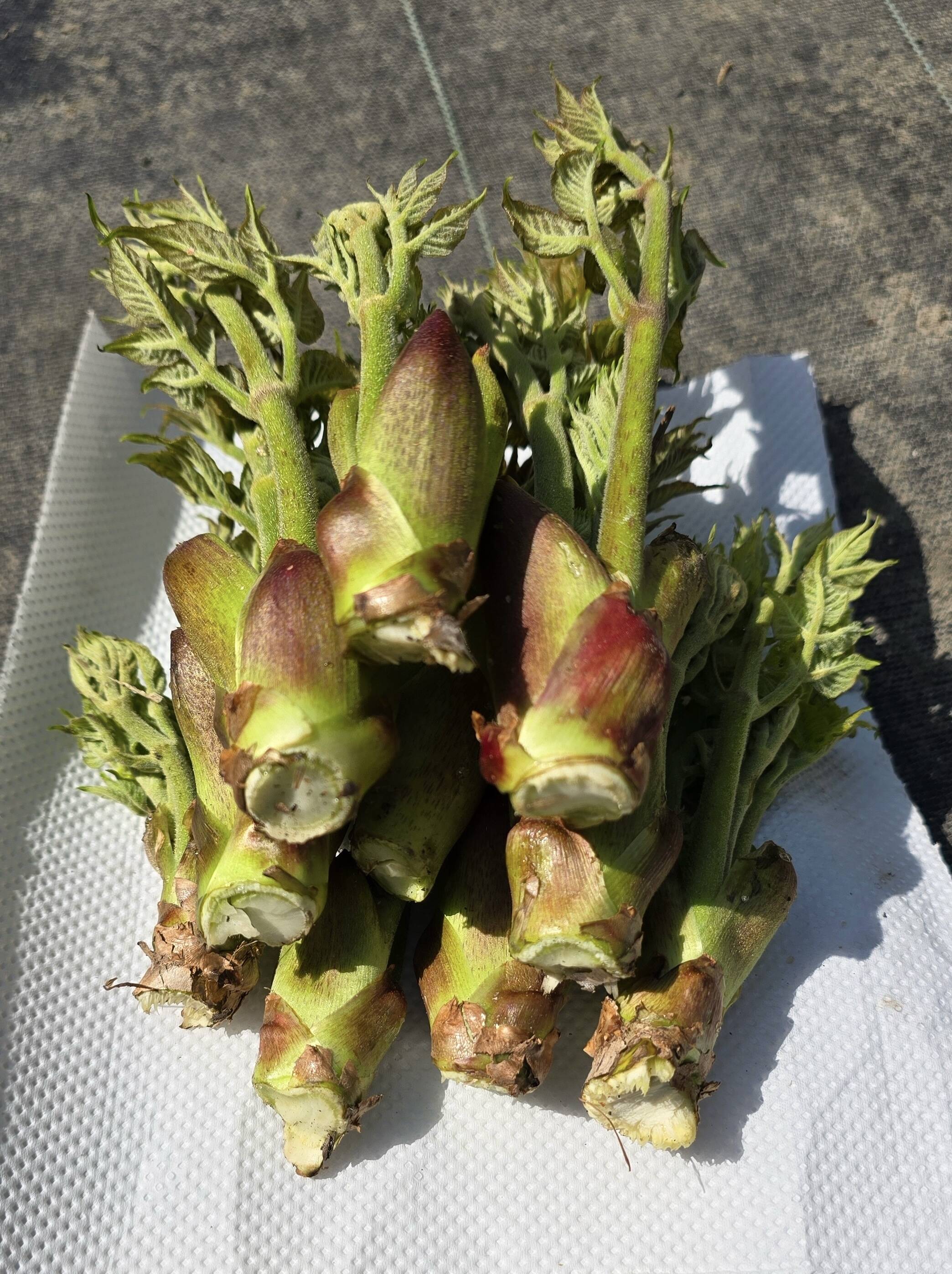 現在、成長待ち[農家直送]タラの芽00g以上 タラの芽：岩手県産の野菜｜食べチョク｜産地直送(産直)お取り寄せ通販