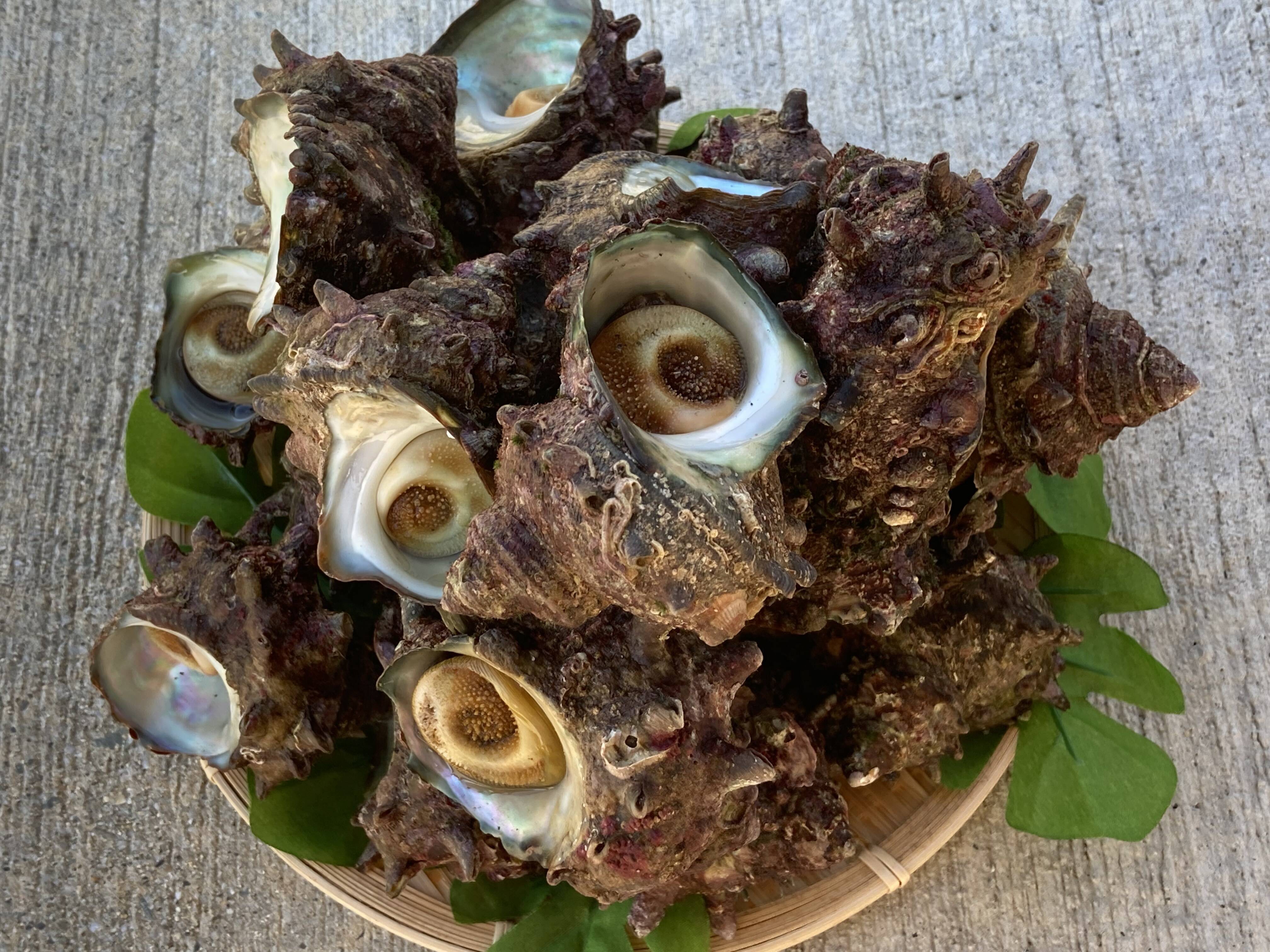 これぞ日本海の荒波で育ったホンモノの天然さざえ「佐渡産天然活サザエ