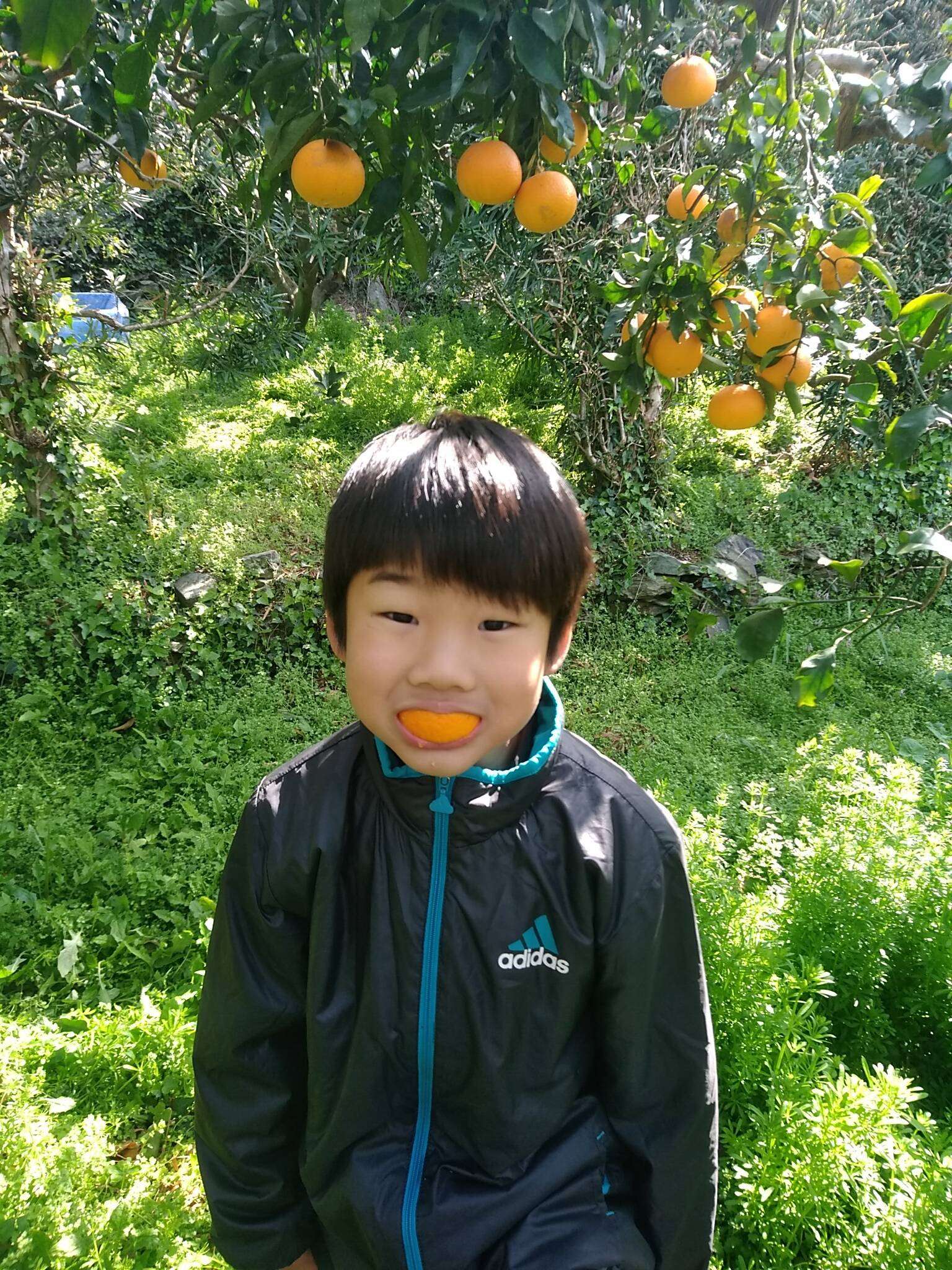 今が旬！【果汁たっぷり】完熟 清見オレンジ 家庭用5kg｜愛媛にしうわ