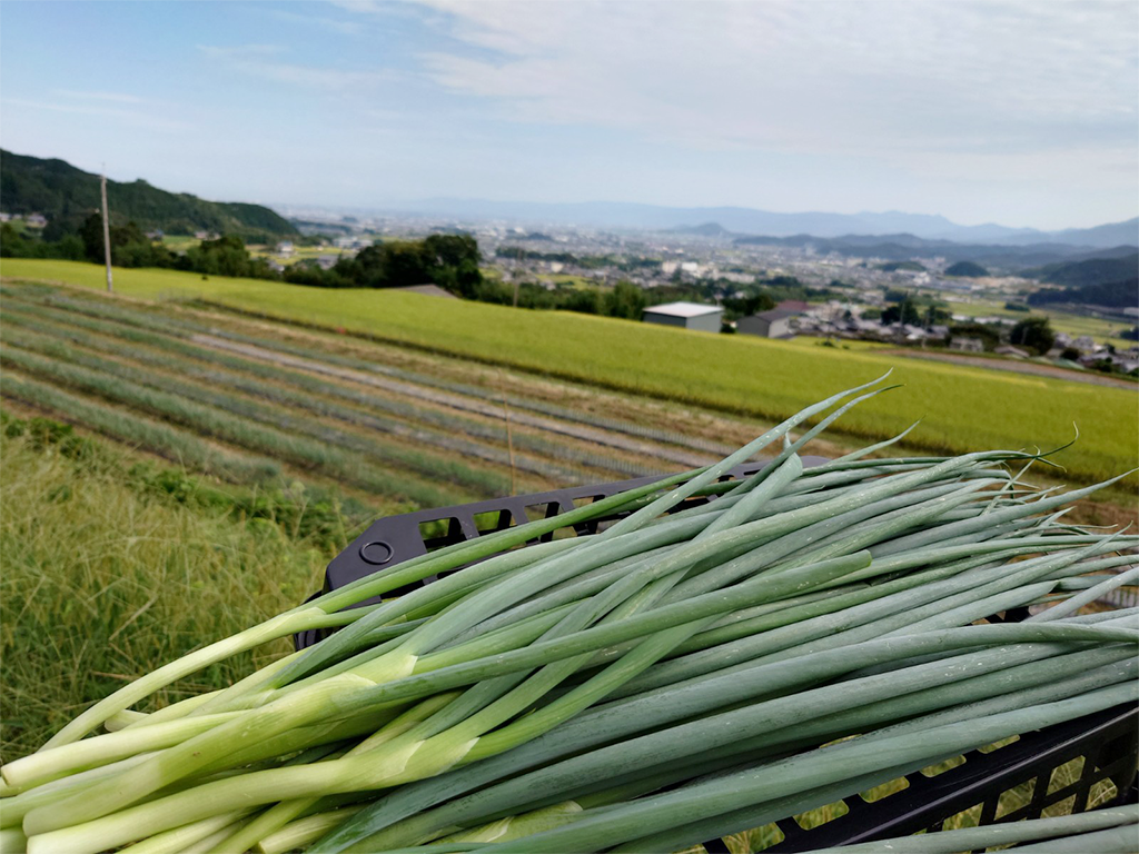 採れたて新鮮！甘味たっぷり「山麓 青ネギ」10kg：奈良県産のねぎ