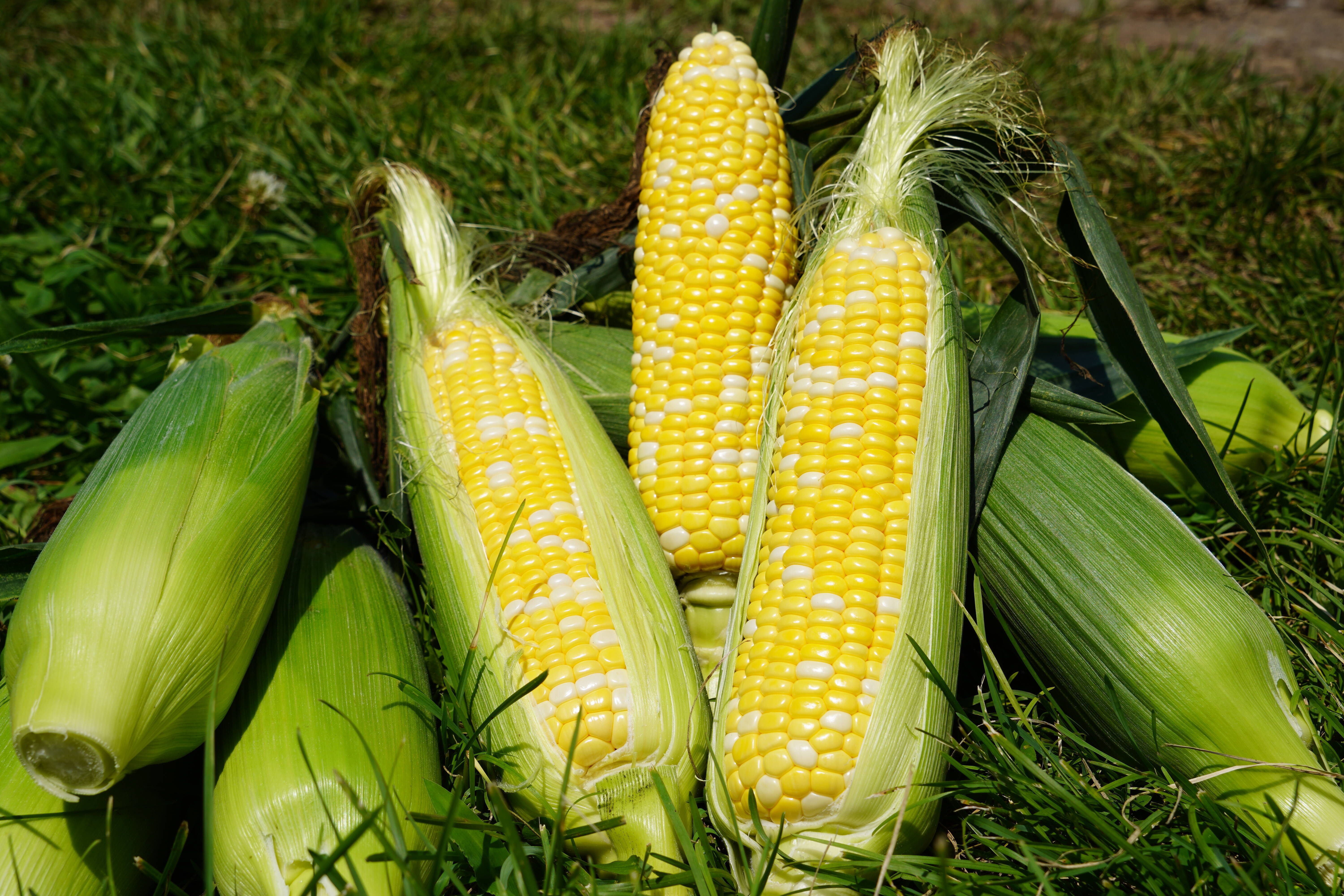 3e92a14292270cd07f2a6e31b675a3