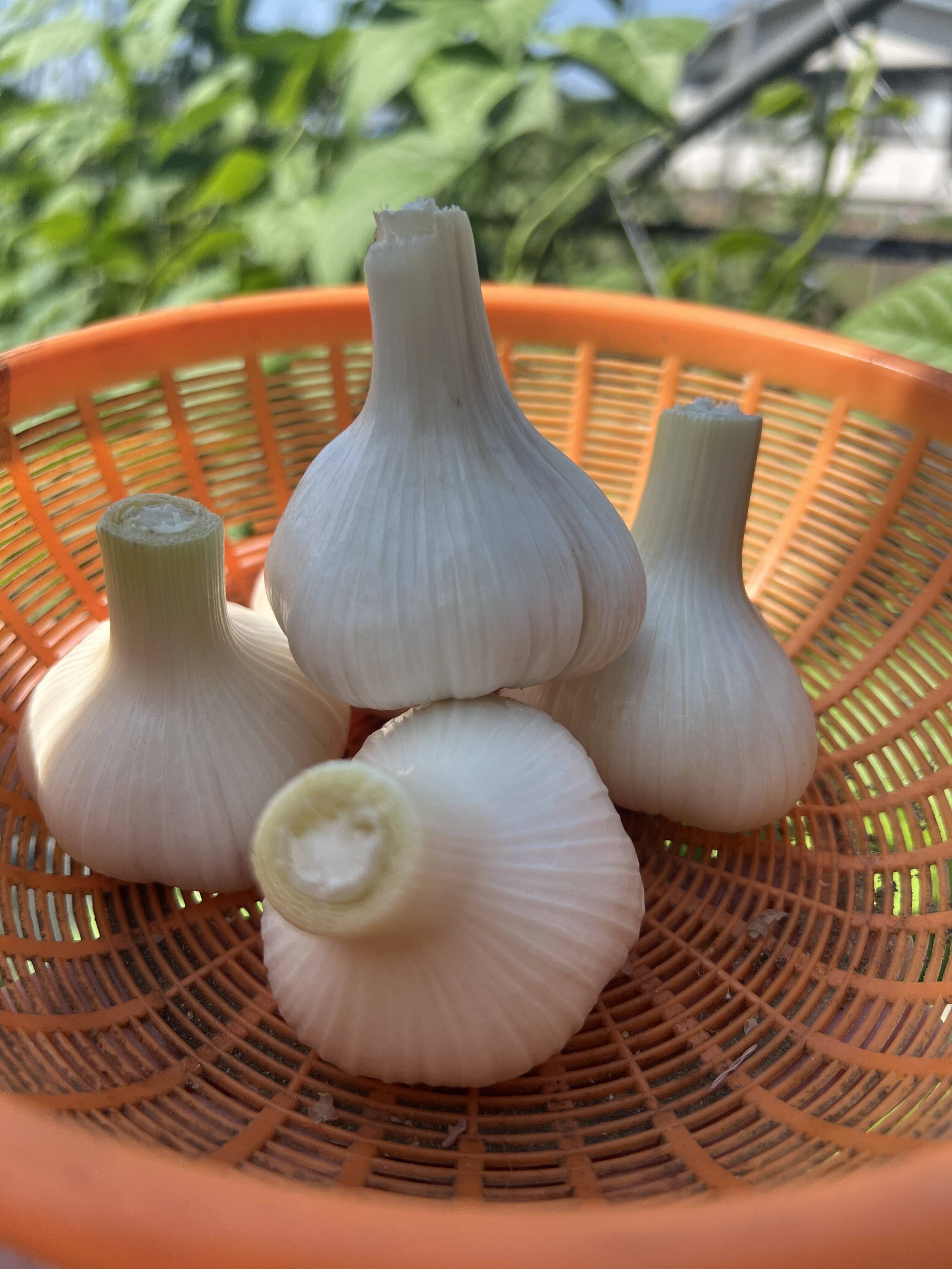 ⚫️訳あり20Kg ×2箱⚫️淡路島玉ねぎ たまねぎ 玉葱 - 野菜