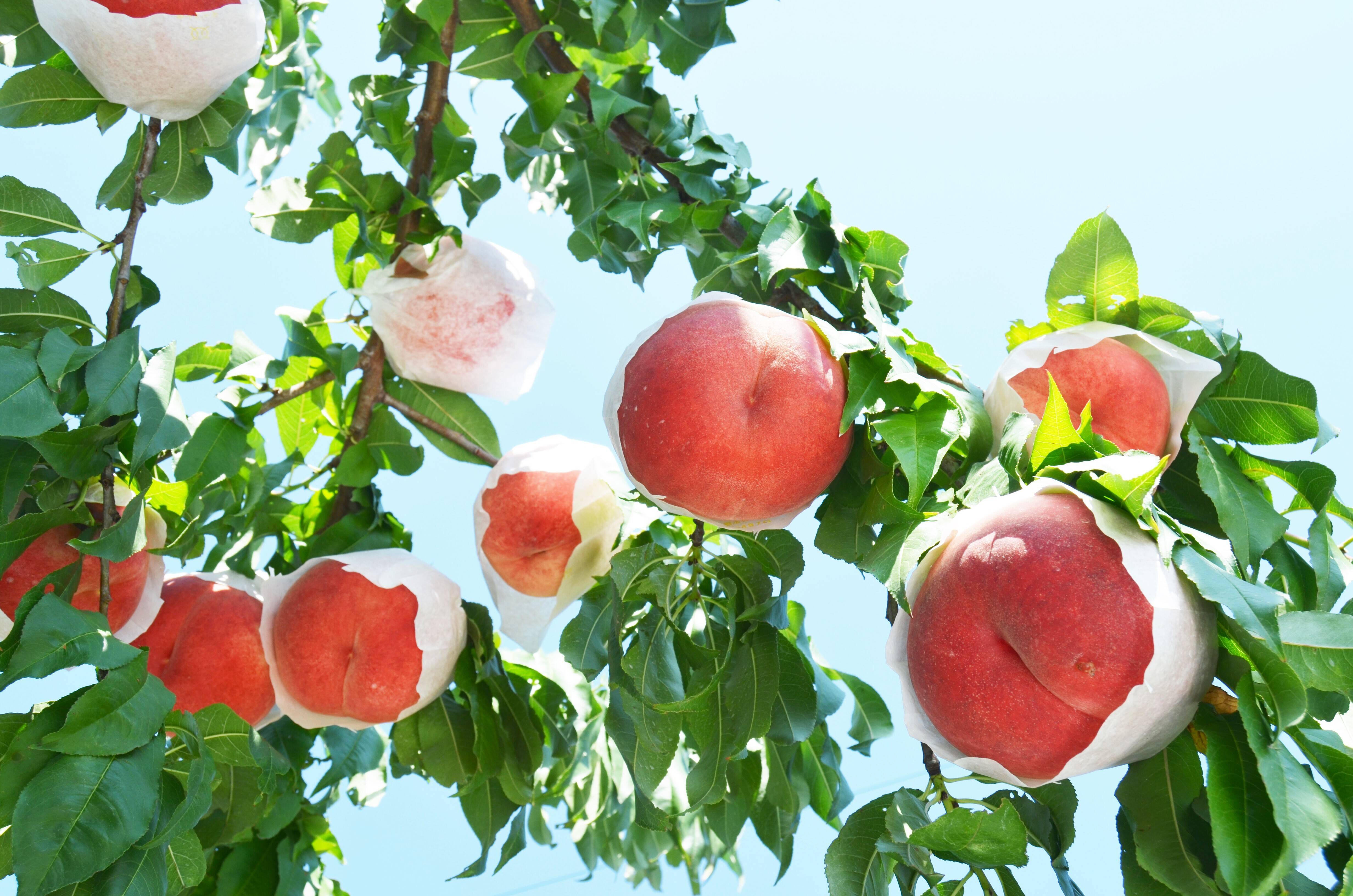 992.福島希少品種CXシーエクス硬め桃箱込み約2.5Kg訳あり家庭