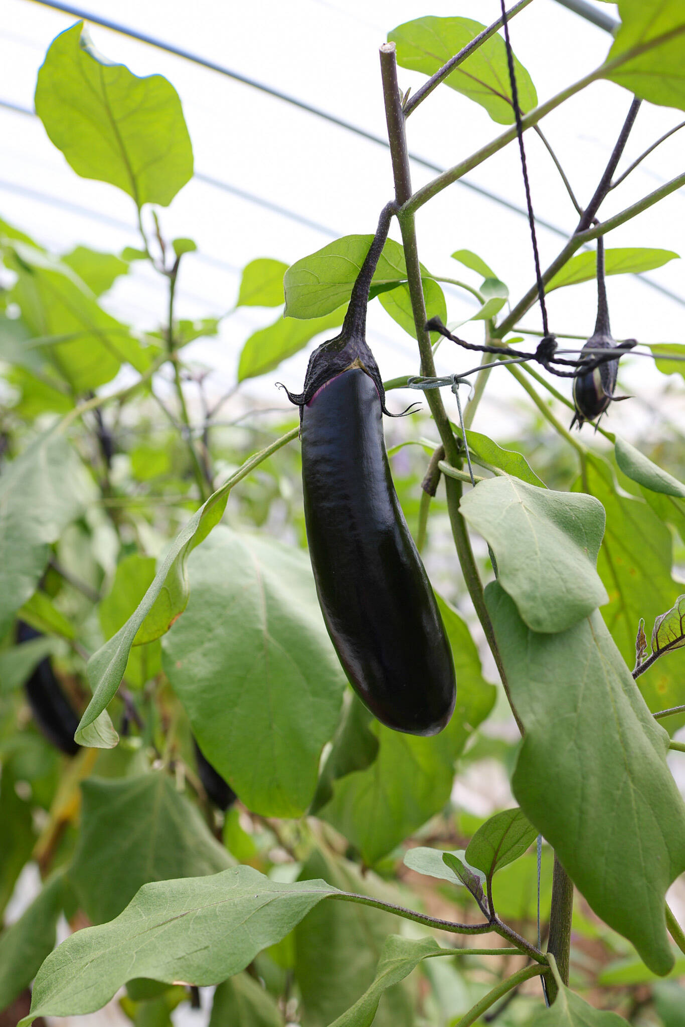 金の土】大人気！熊本産ナス(5kg)【A品】《篤壌シリーズ》：熊本県産の