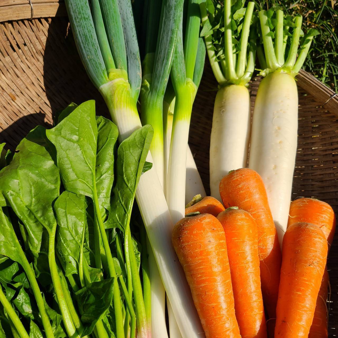 訳あり野菜セット5品 白ネギ、大根、人参、ほうれん草などなど(農家