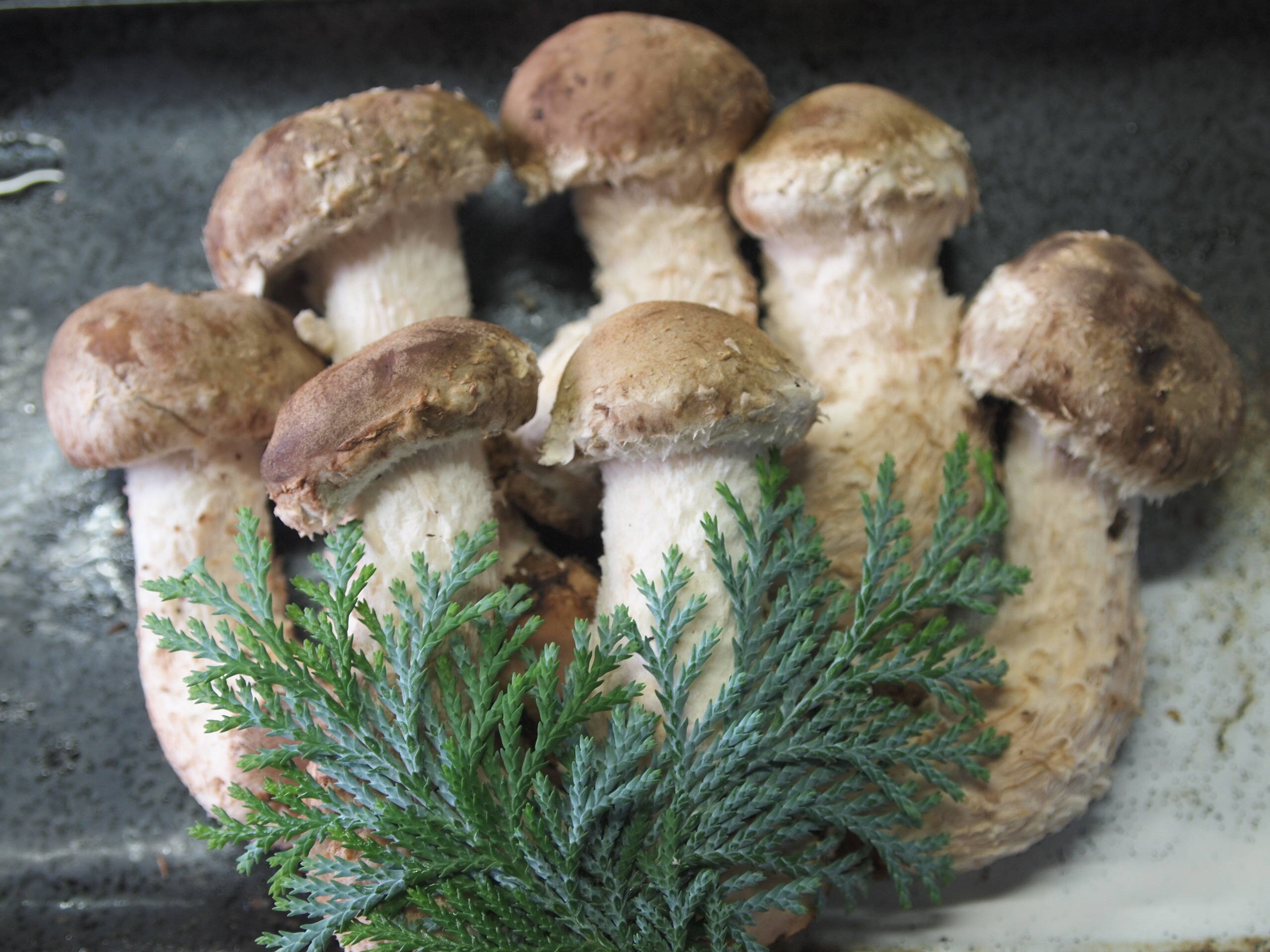 上品で深みのある味わいの鳳来松きのこセット（320g）：愛知県産の