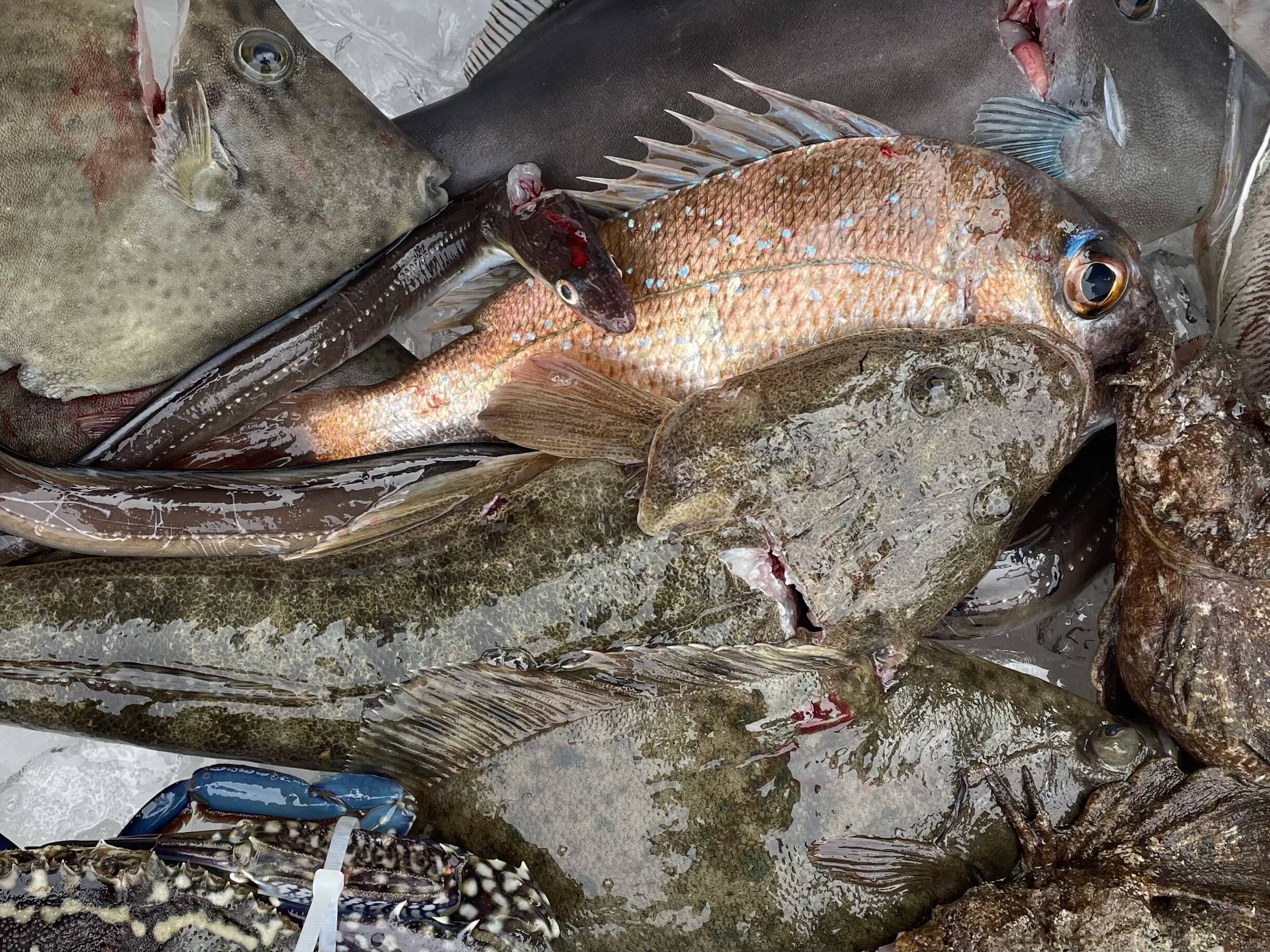 瀬戸内海の旬 船上活〆鮮魚BOX【お試しセット】：広島県産の魚介セット 
