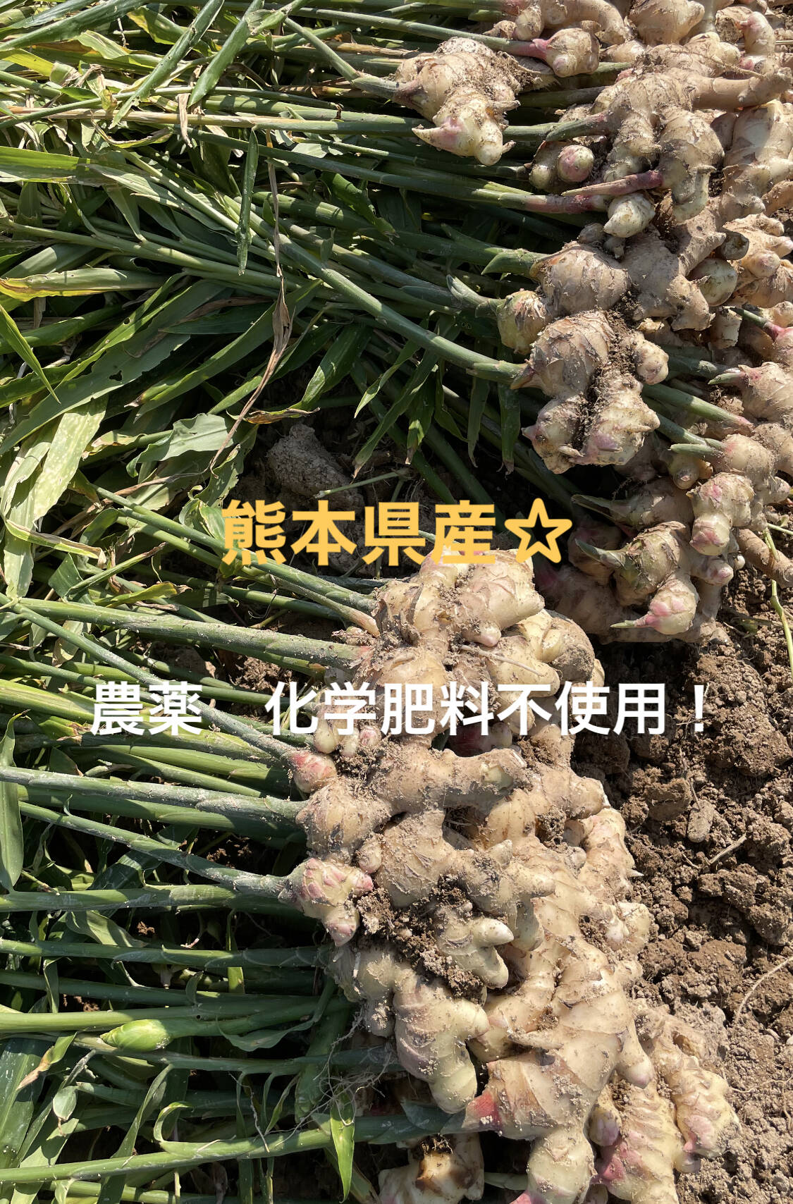 古根生姜 無肥料 農薬栽培期間中不使用 露地栽培 熊本県産 1kg - 野菜