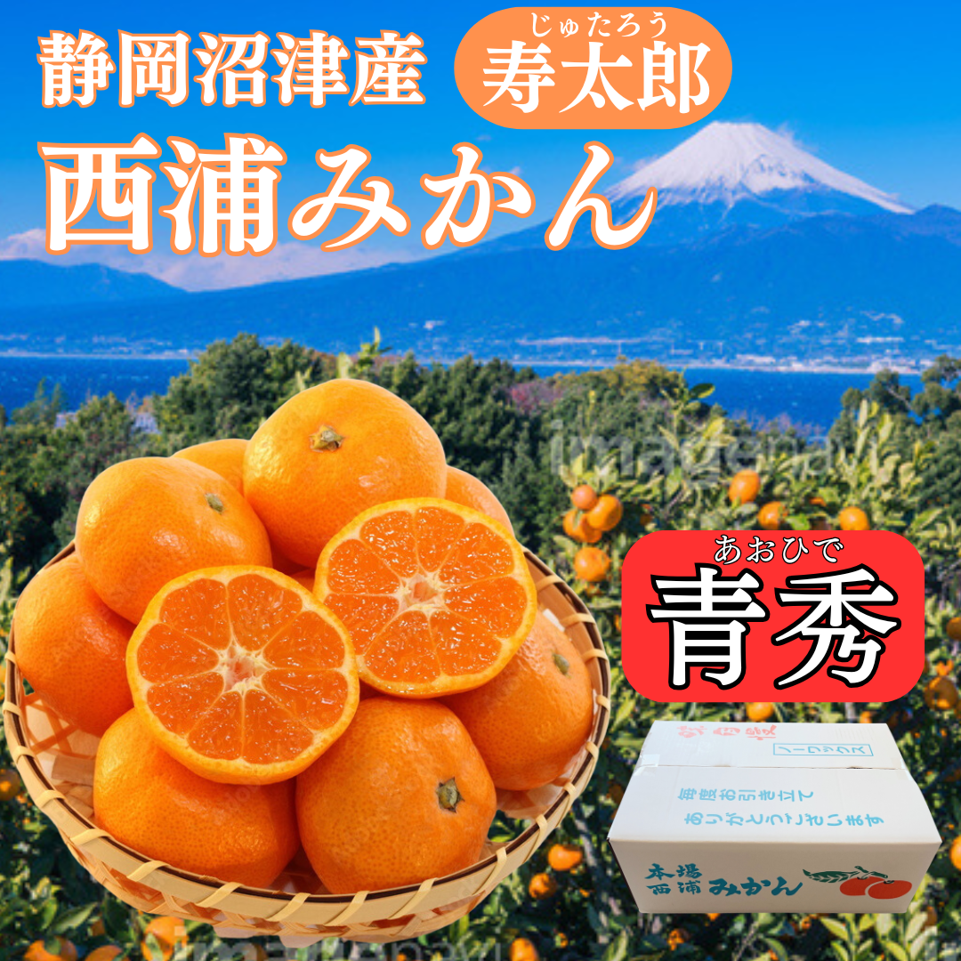 糖度10度以上！青秀約4.5キロ箱込み 寿太郎みかん (サイズSまたはM