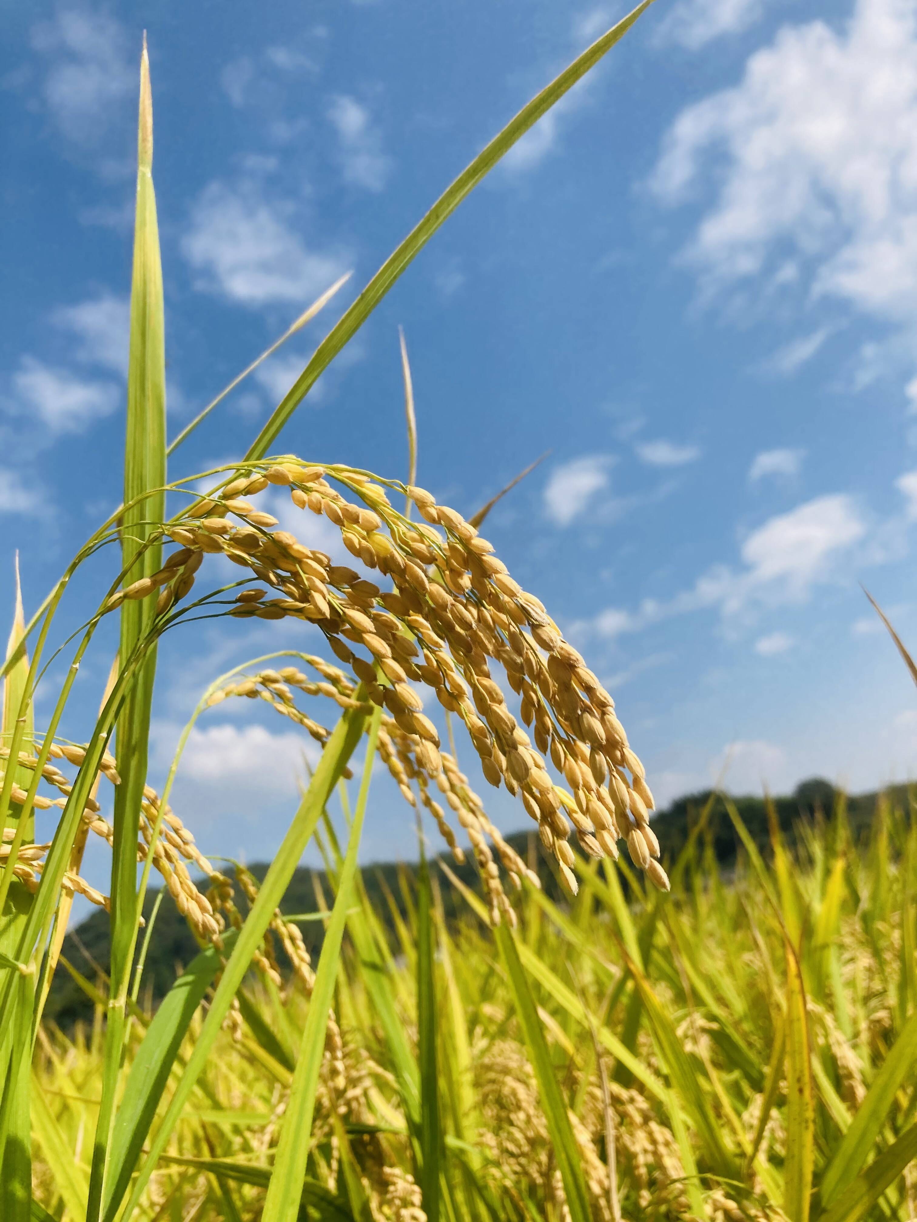 令和４年産 新米１０ kg 】本当においしいお米食べた事ありますか？(熊本県特産 森のくまさん)遂に！販売開始！※玄米でも発送可能です！：熊本県産の米 ・穀類｜食べチョク｜産地直送(産直)お取り寄せ通販 - 農家・漁師から旬の食材を直送