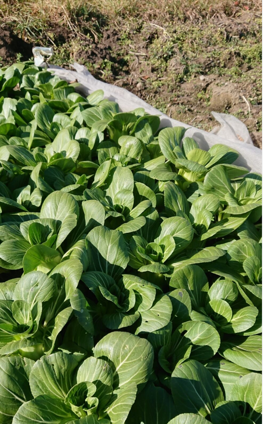 シャキッと無農薬 ミニチンゲン菜 1kg 長野県産 食べチョク 農家 漁師の産直ネット通販 旬の食材を生産者直送