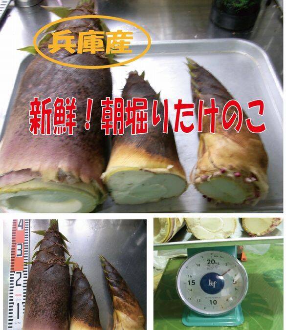 最短発送】兵庫産朝掘りたけのこ2.8kg：兵庫県産のその他たけのこ