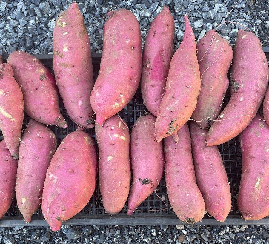 手間暇かけました【紅はるか】 サツマイモ 5kg弱 栽培期間中農薬不使用