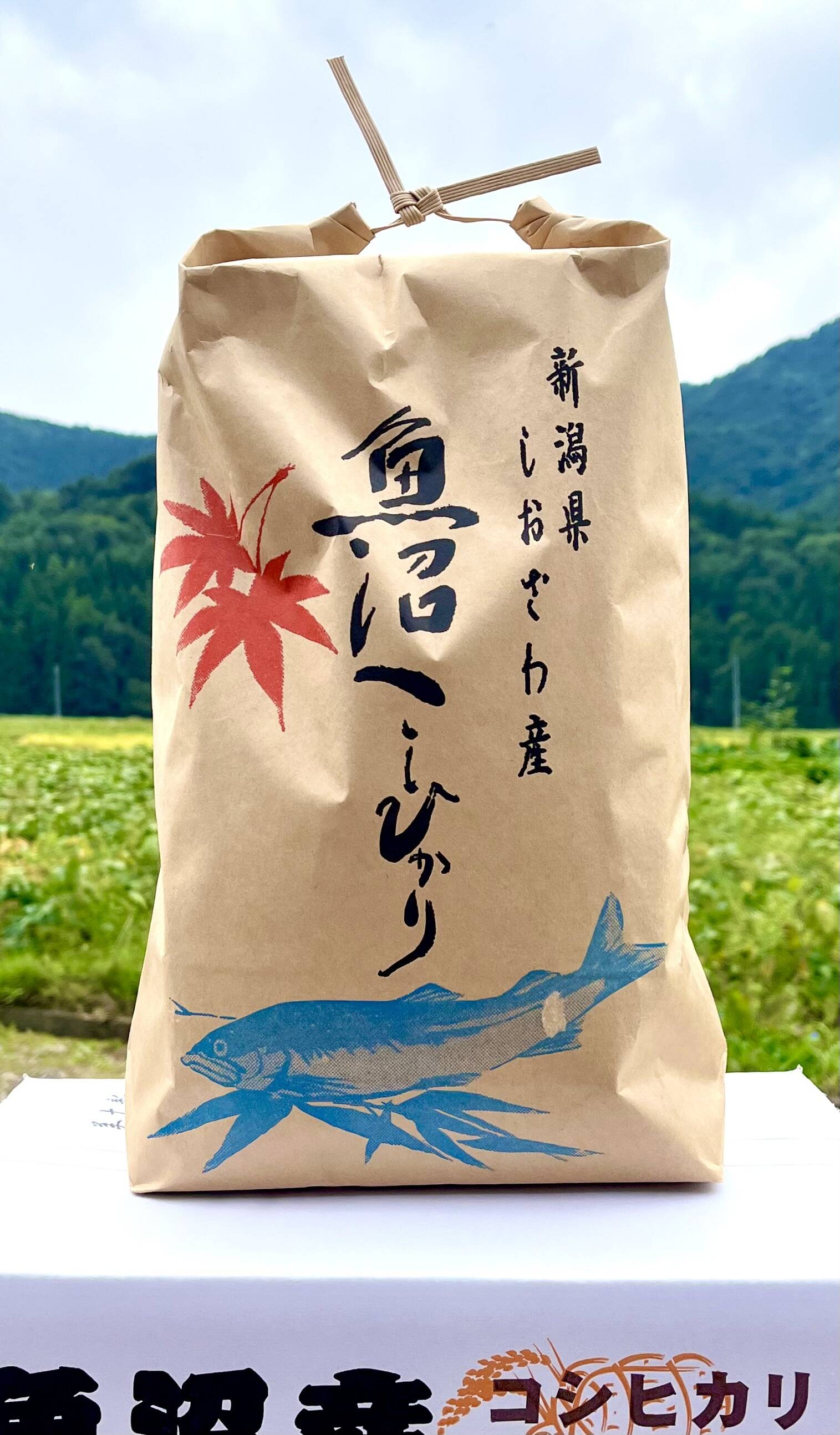 魚沼産コシヒカリ　30キロ　塩沢　新米 楽天市場】塩沢 コシヒカリ 30kgの通販