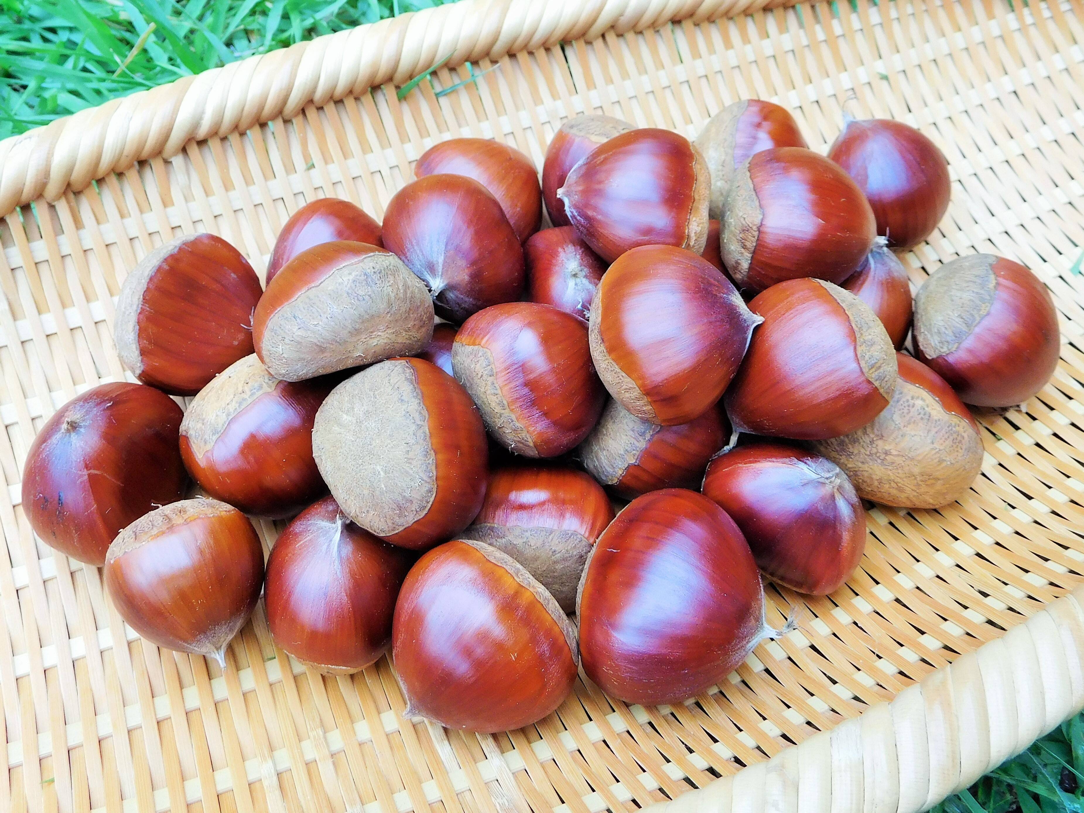 茨城県産 生栗 倉方甘栗 5キロ 【公式通販】