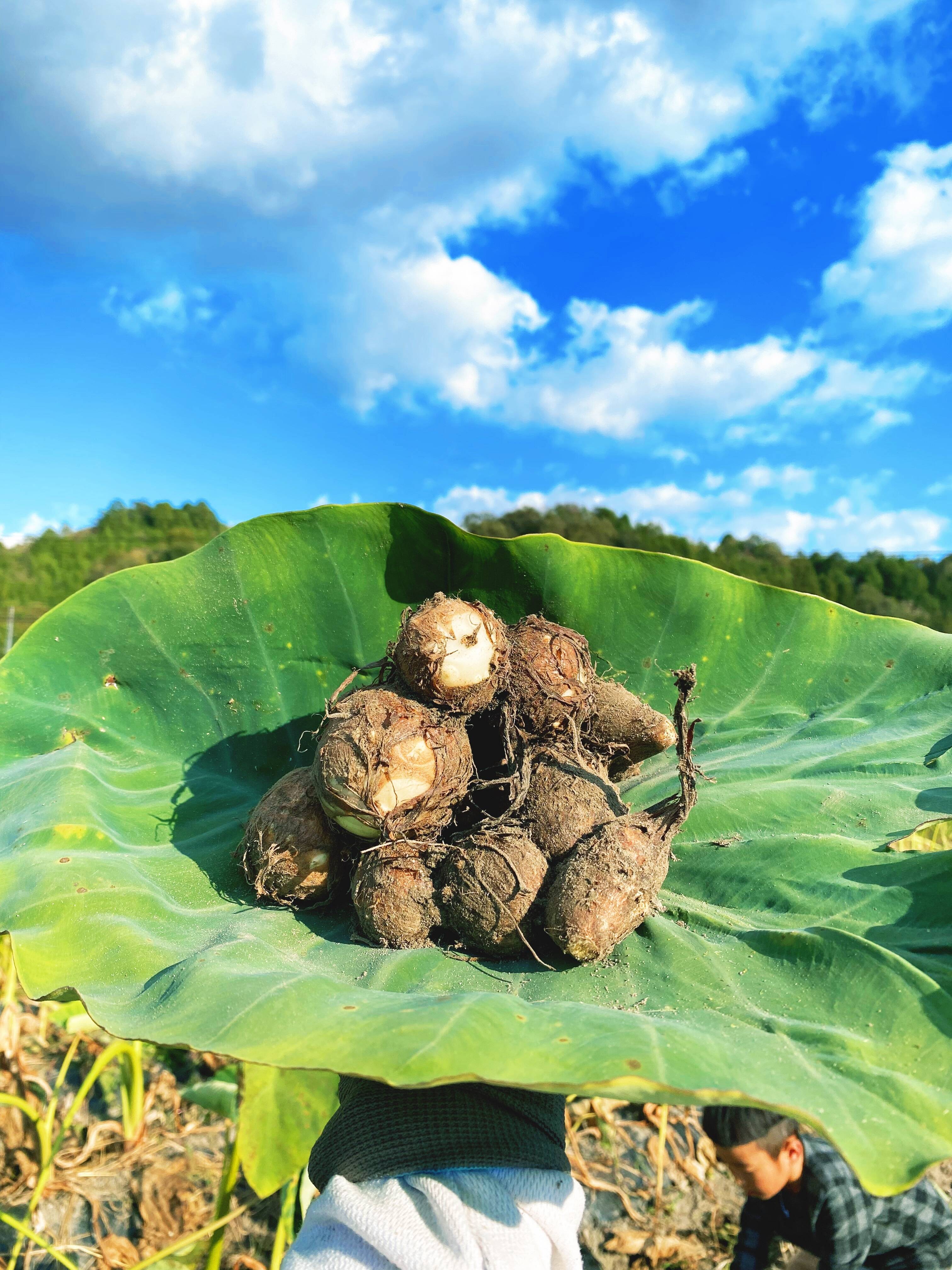 絶品！掘りたて新鮮の自然栽培の里芋！農薬不使用！おいしい野菜 5kg