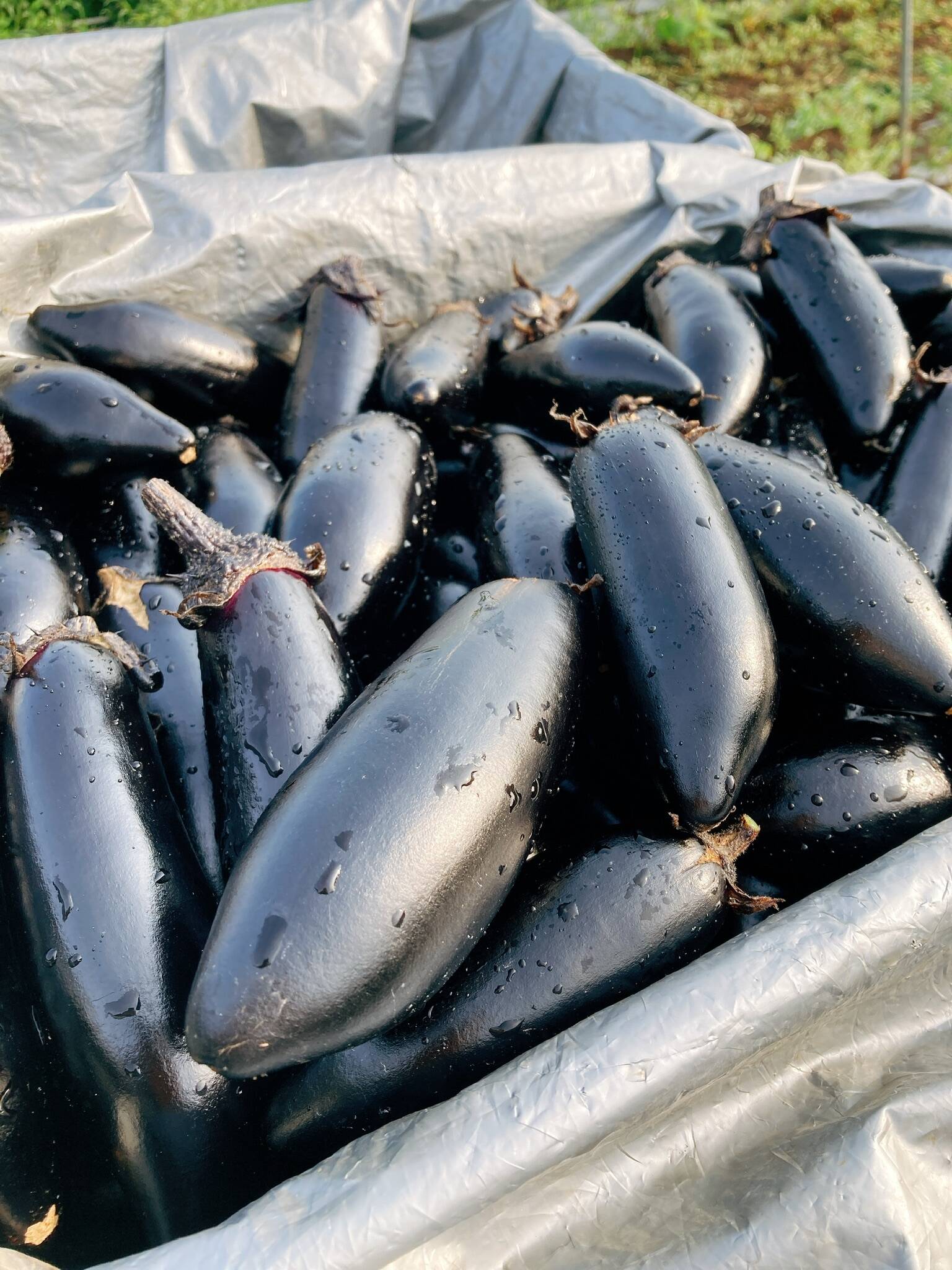 常温便【煮て焼いて、揚げて良し！】今が旬！中長ナス 2キロ：茨城県産のその他ナス｜食べチョク｜産地直送(産直)お取り寄せ通販 -  農家・漁師から旬の食材を直送