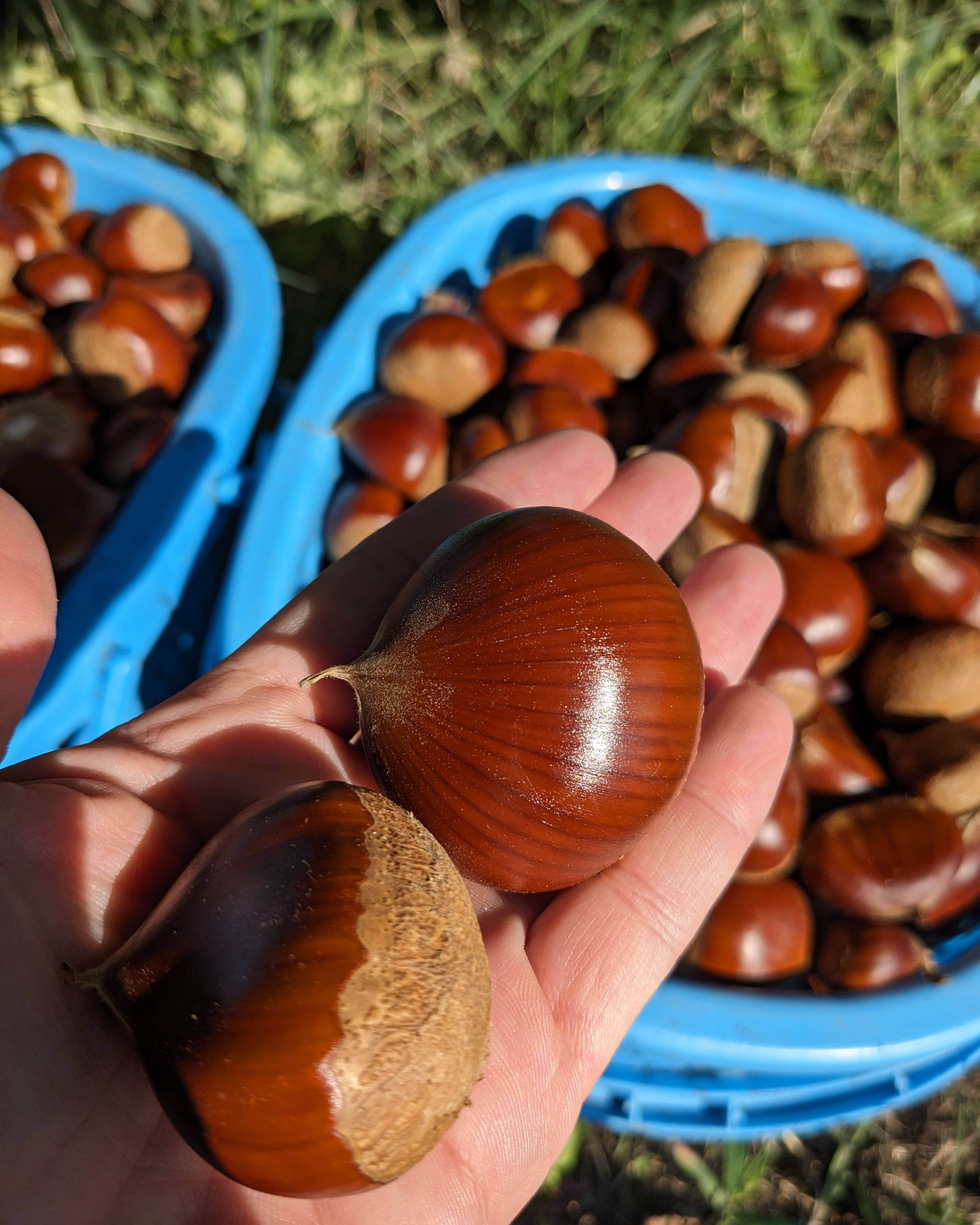 小布施栗3Lサイズ 3キロ 4071080d791f4cef9d5019ffb695d7