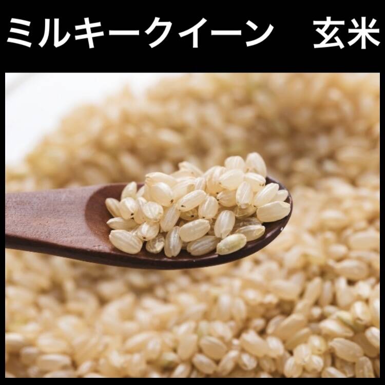 食品/飲料/酒お米　令和元年　愛媛産ミルキークイーン　玄米　20㎏