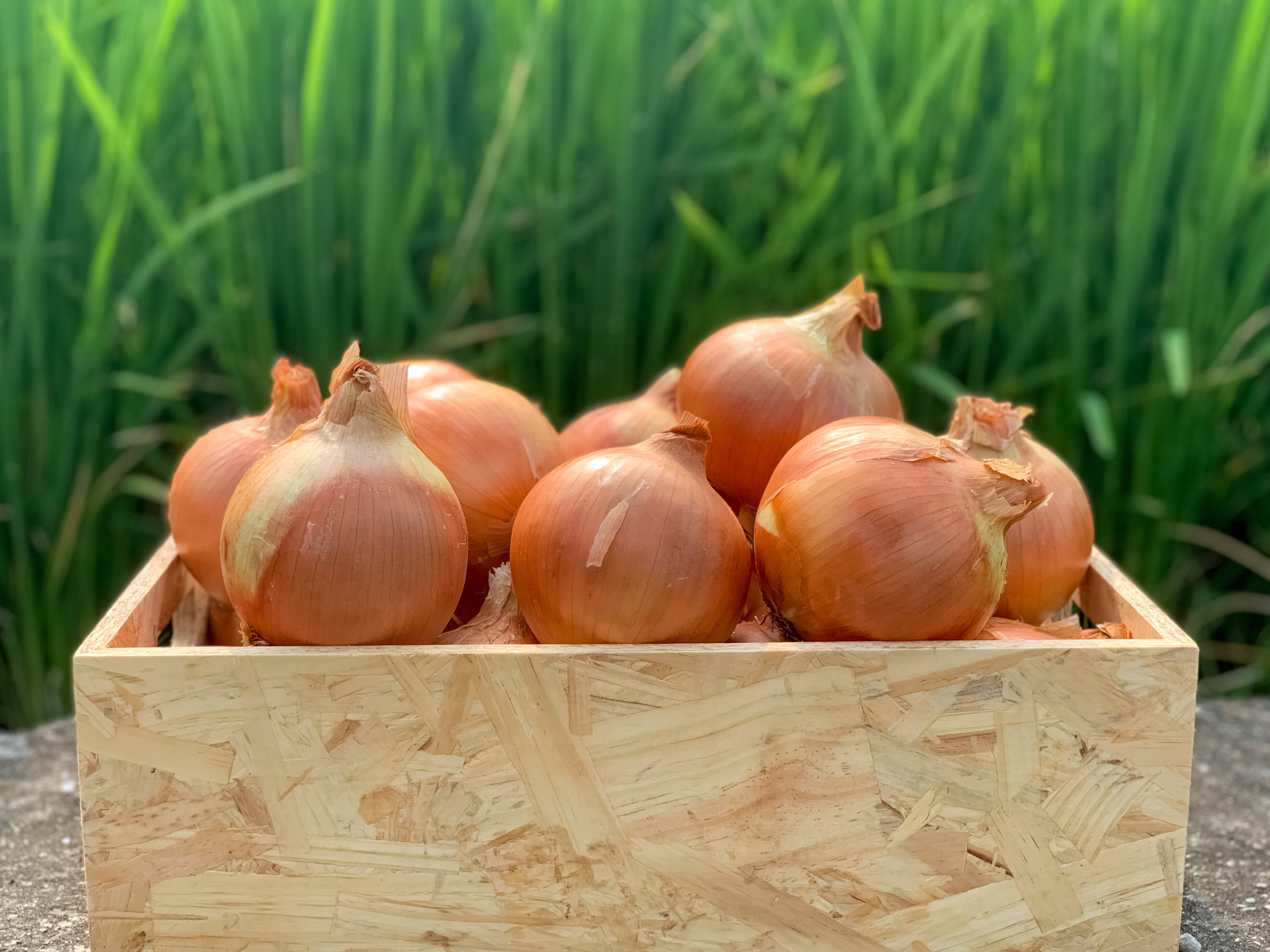 以上節約 淡路島玉ねぎkg農家直送ターザン 送料無料 Www Anavara Com