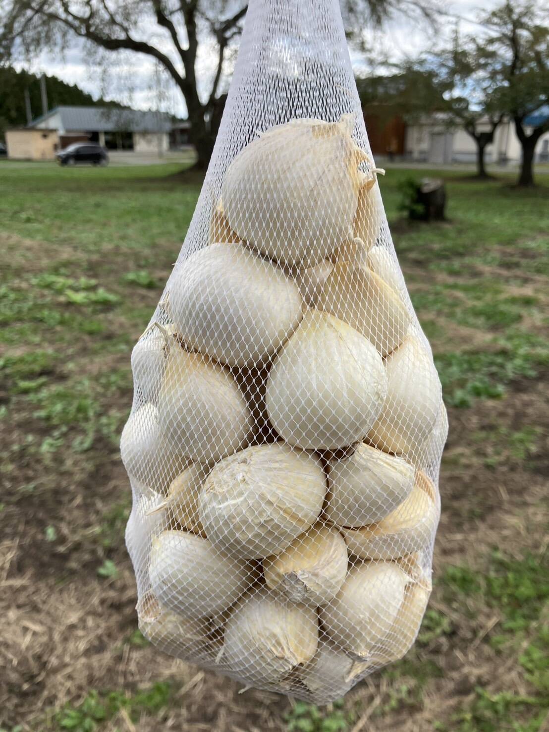 awesome✨さま 専用 シャンボにんにく バラ10キロ