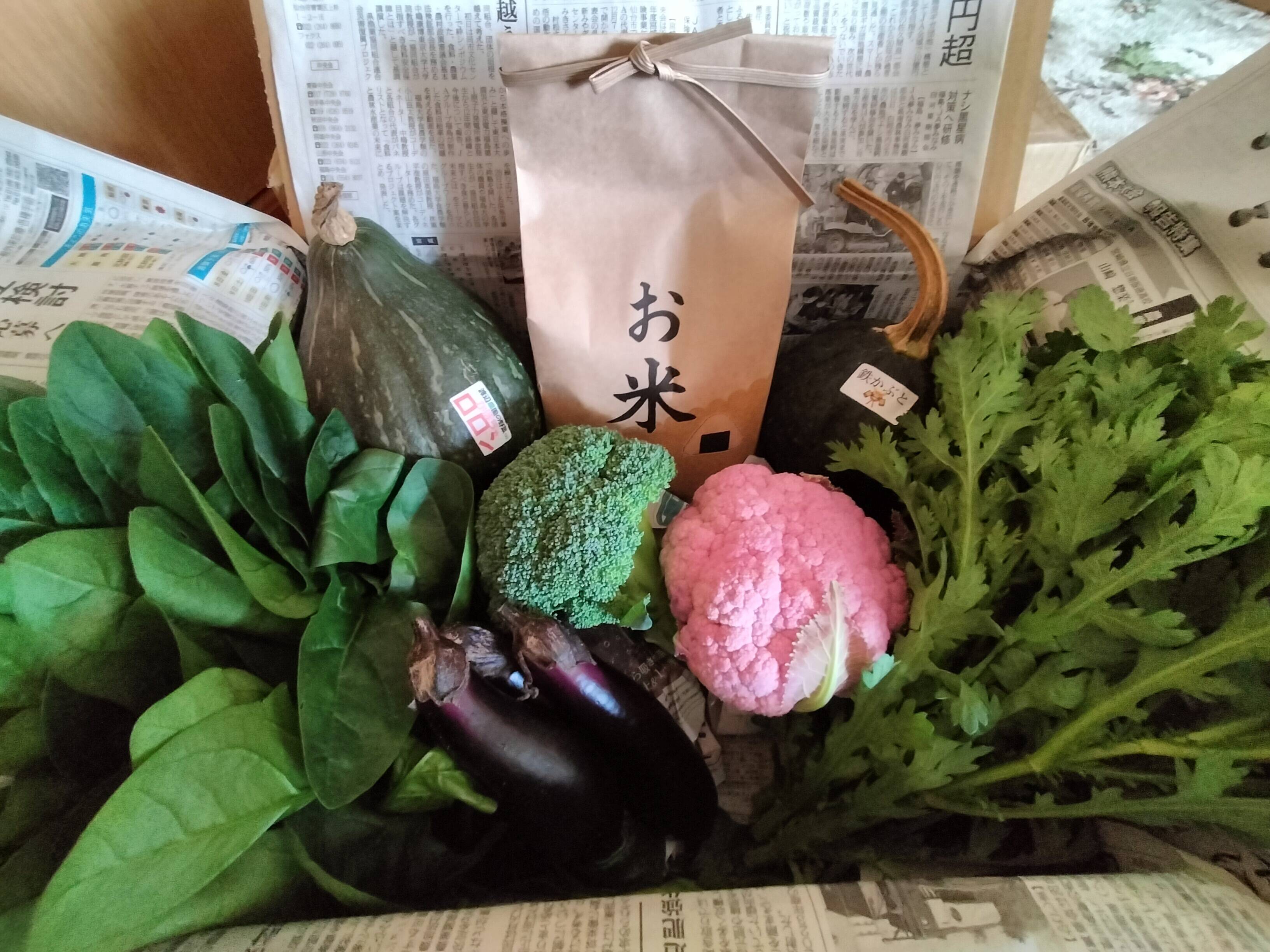 お米と新鮮野菜セットB（米5kg、野菜5種類以上）【朝どれ】：秋田県産