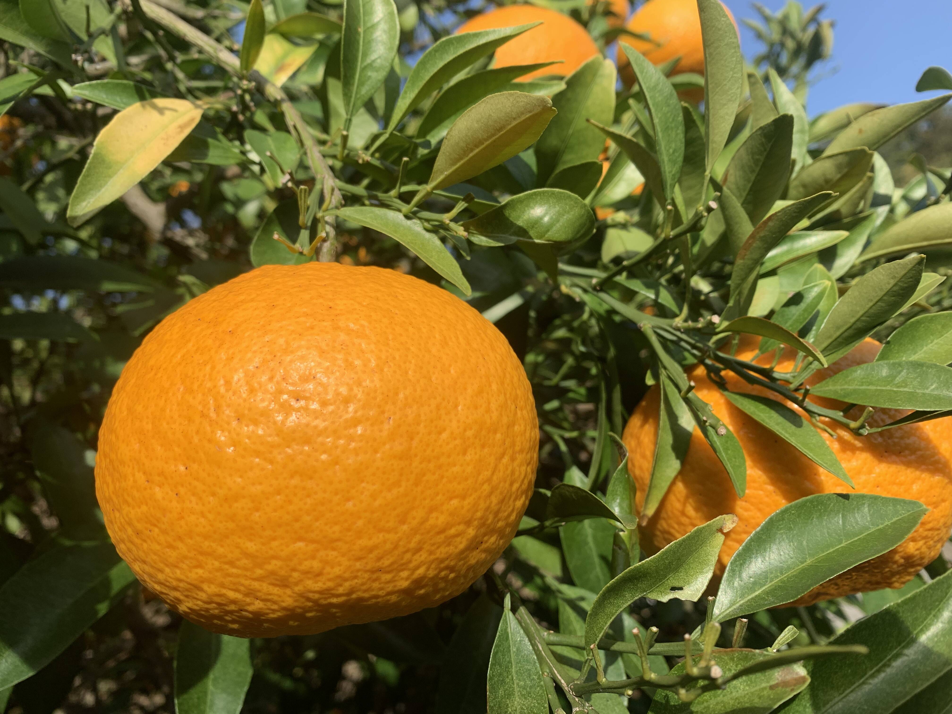 奥浜名湖産甘夏みかんスルガエレガント(5kg)：静岡県産の甘夏｜食べ