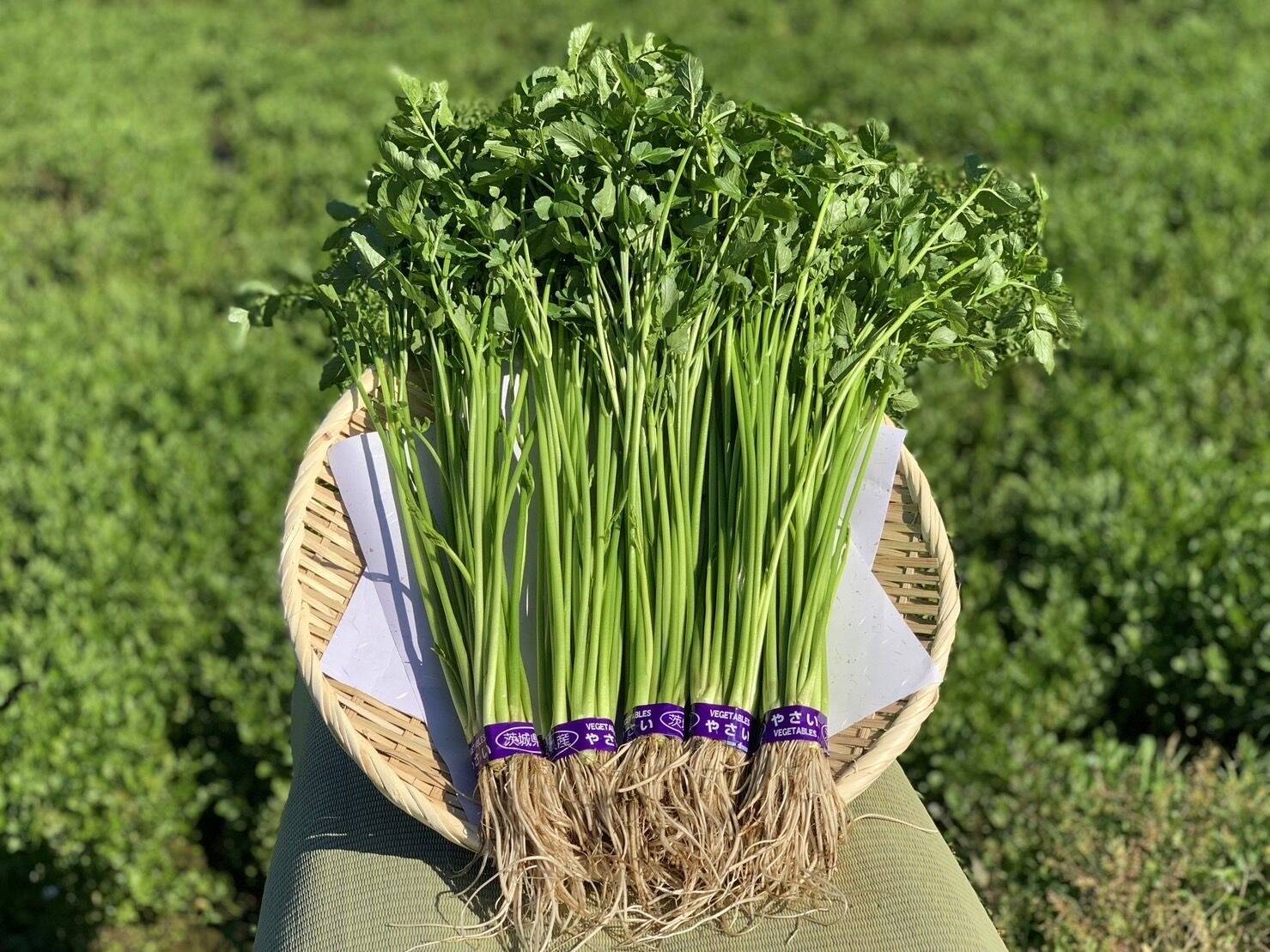 茨城県産　せり 【根付き】　5束　約600g