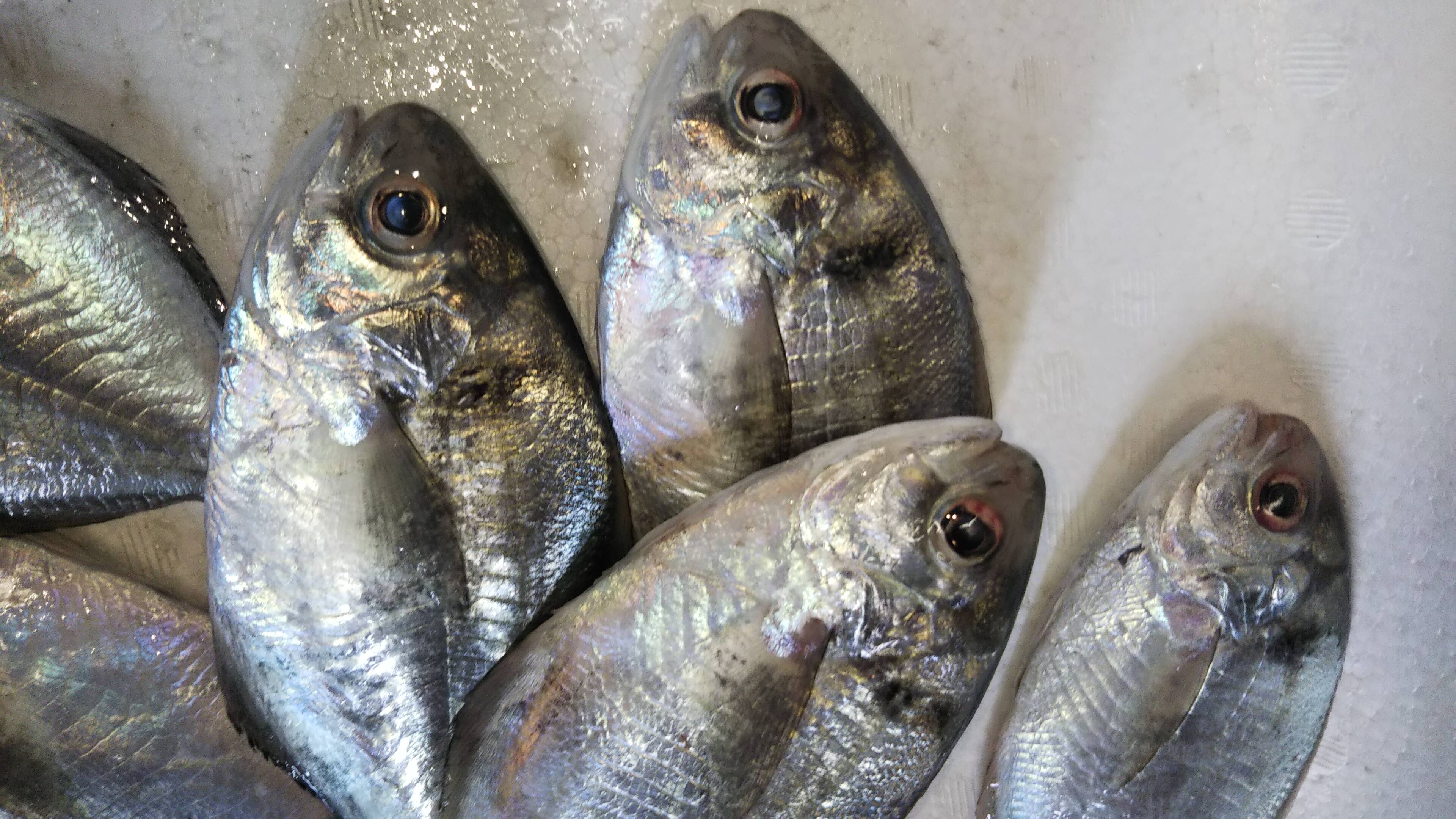 イボダイ小サイズ1 香川県産の魚 食べチョク 産地直送 産直 お取り寄せ通販 農家 漁師から旬の食材を直送