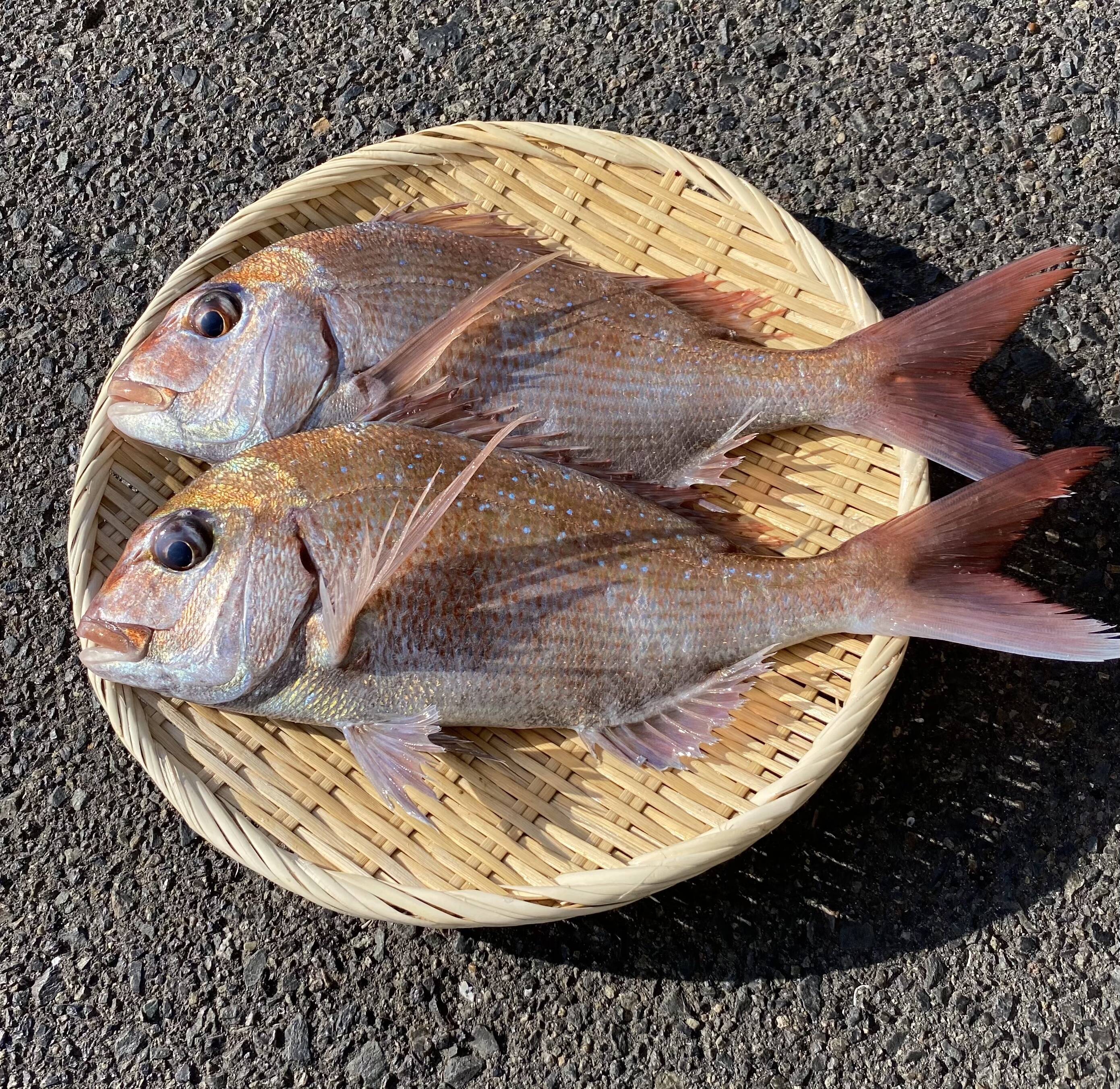 絶品 天然 真鯛 マダイ 2匹 1 5kg 広島県産 食べチョク 農家 漁師の産直ネット通販 旬の食材を生産者直送