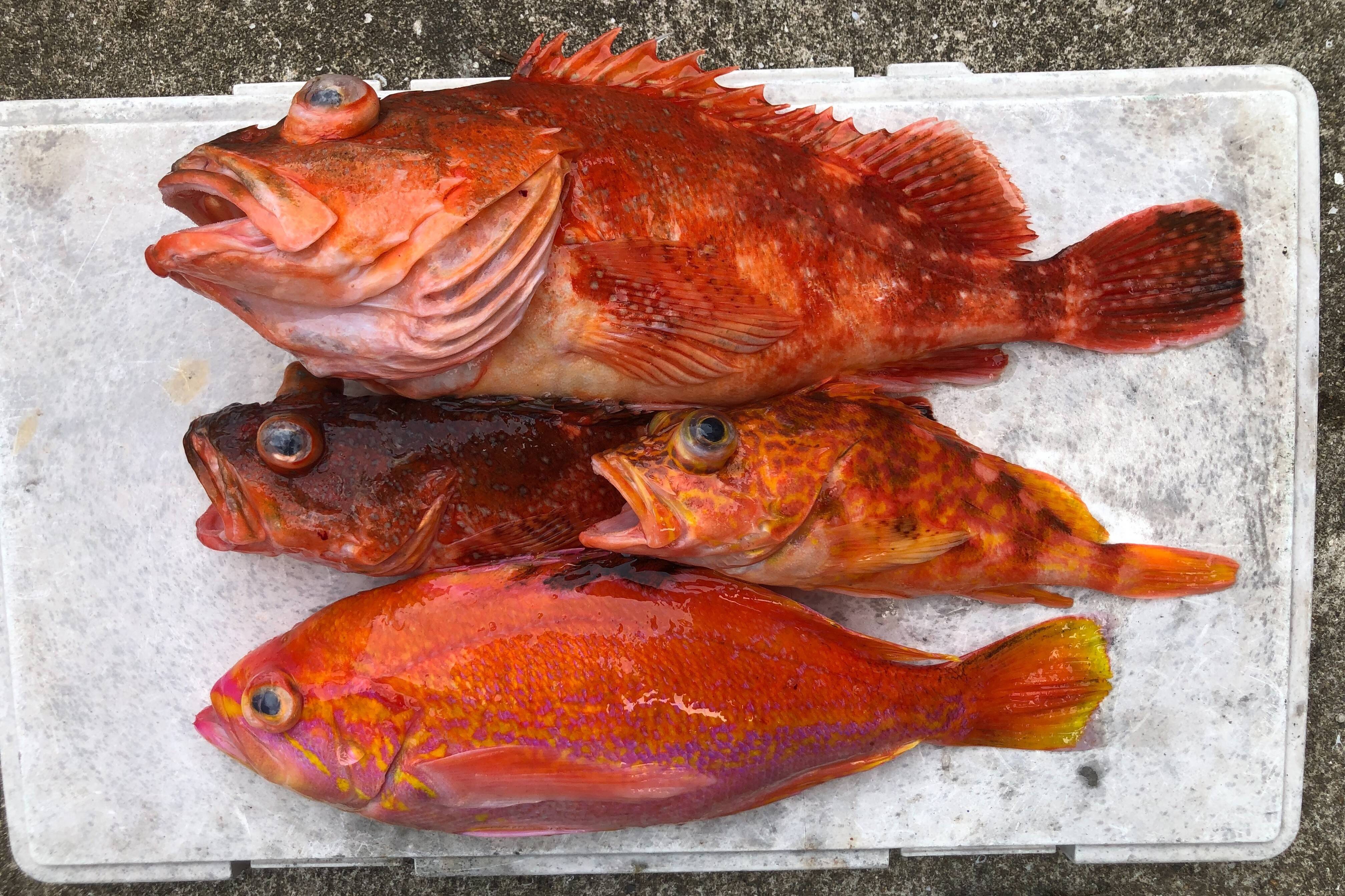 明日朝まで限定 捕れたて カサゴ アラカブ アカイサキ 3kg高級魚セット 天然 長崎県対馬 長崎県産 食べチョク 農家 漁師の産直ネット通販 旬の食材を生産者直送
