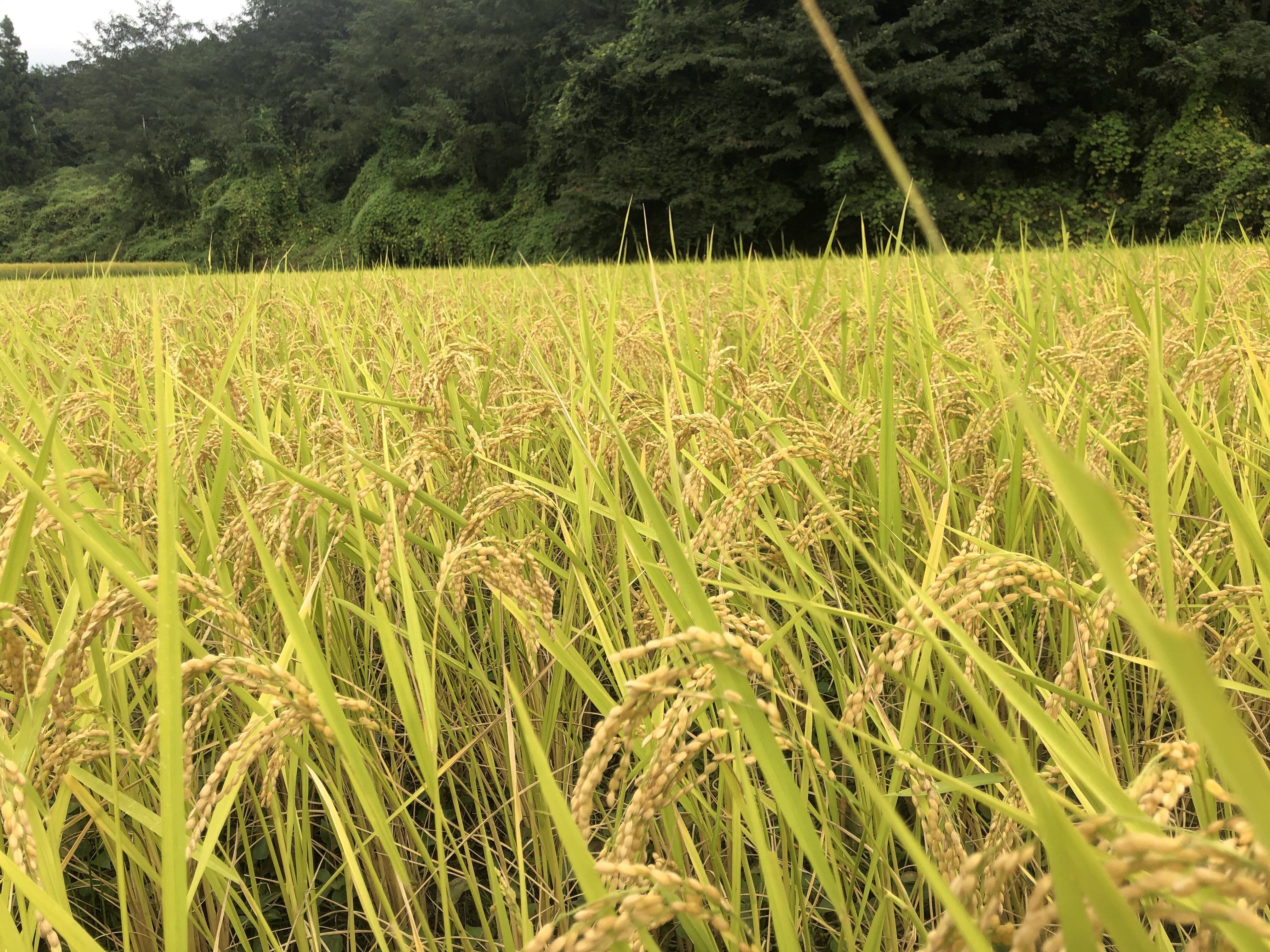 令和５年　群馬県産（沼田市産）コシヒカリ　５㎏