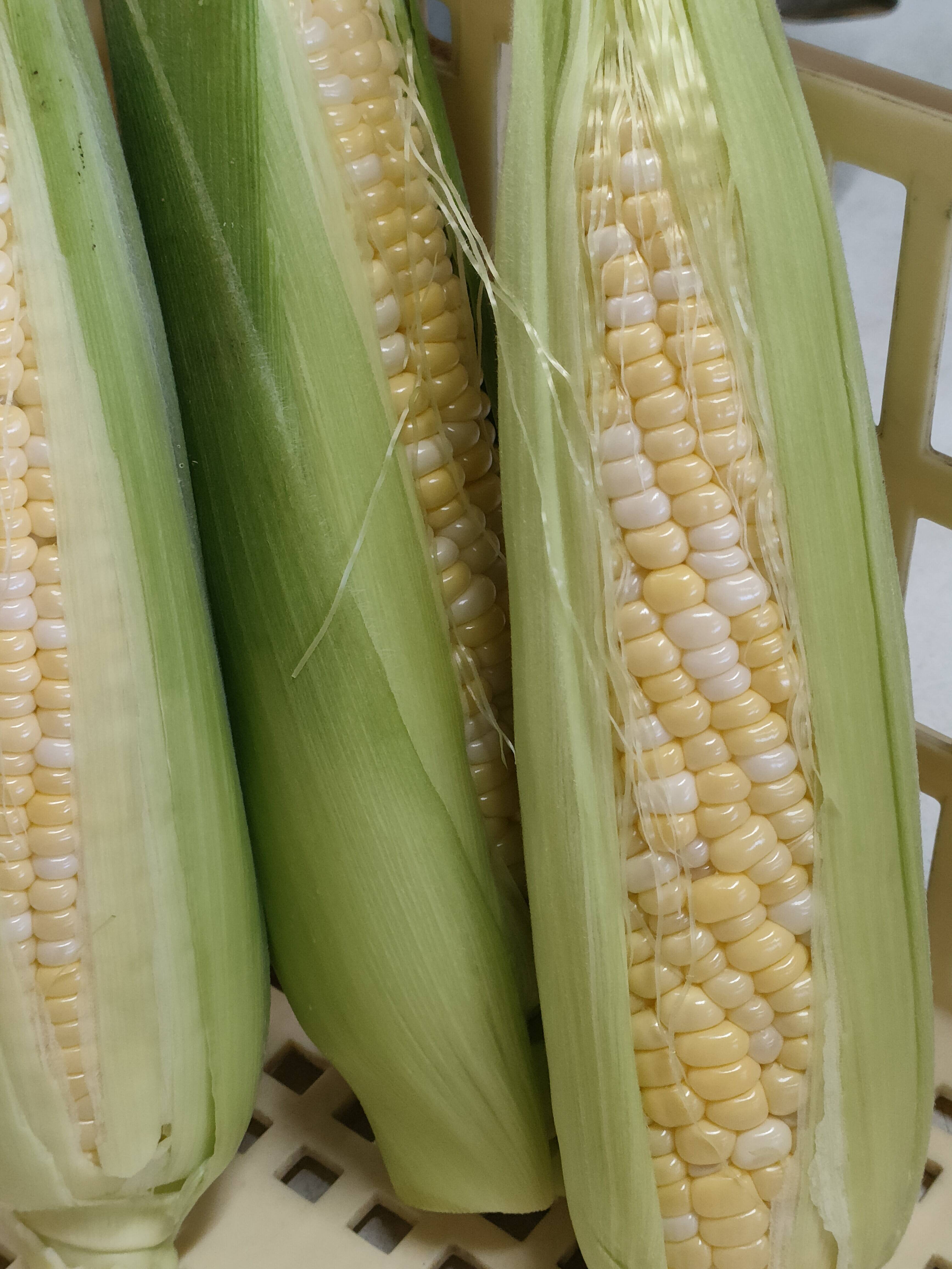 まるでフルーツ！果汁あふれる人気とうもろこし ドルチェドリーム5本