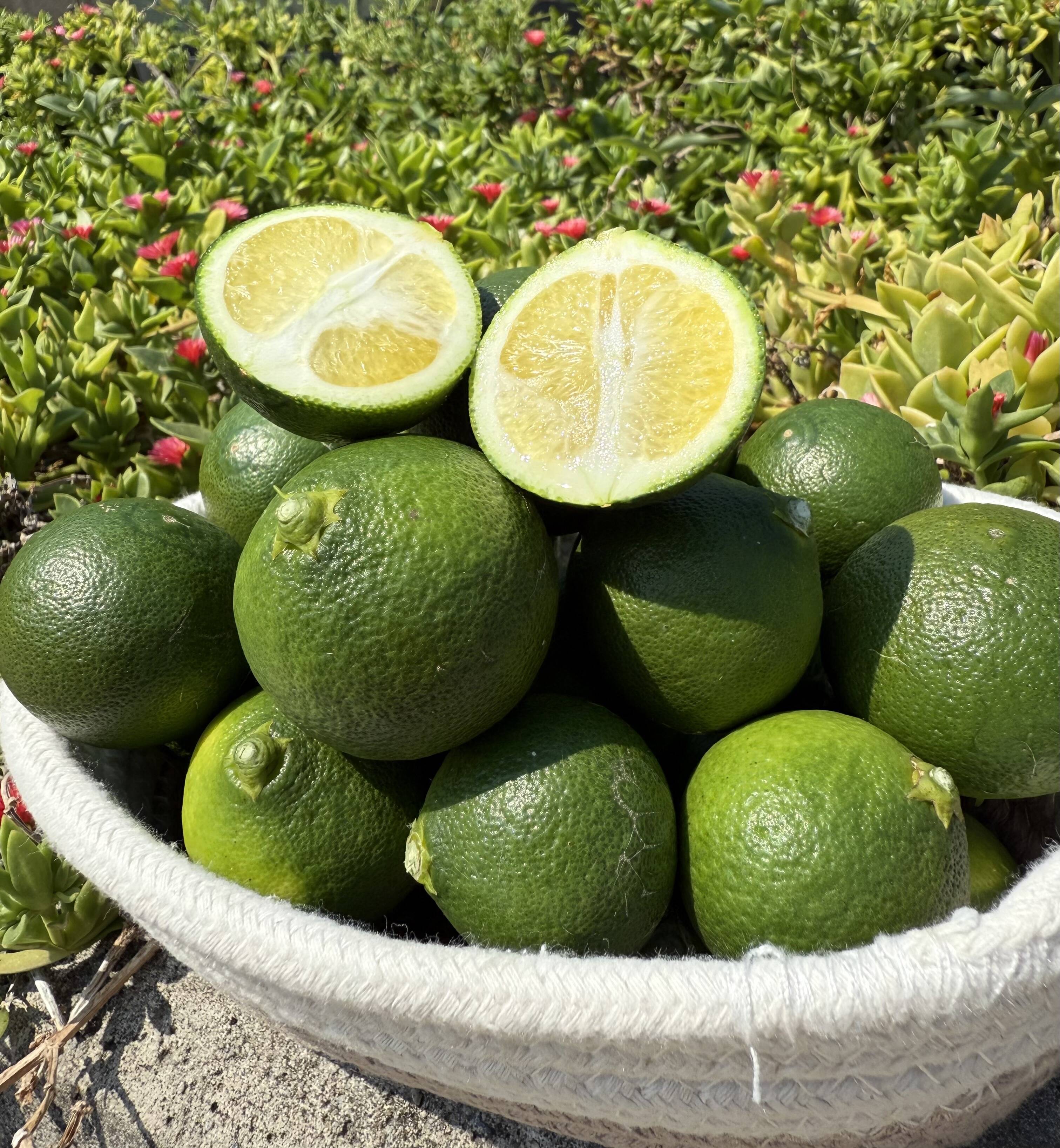 🍃【数量限定・皮ごとOK】夏のめぐり整う“青の柑橘”青みかん1kg