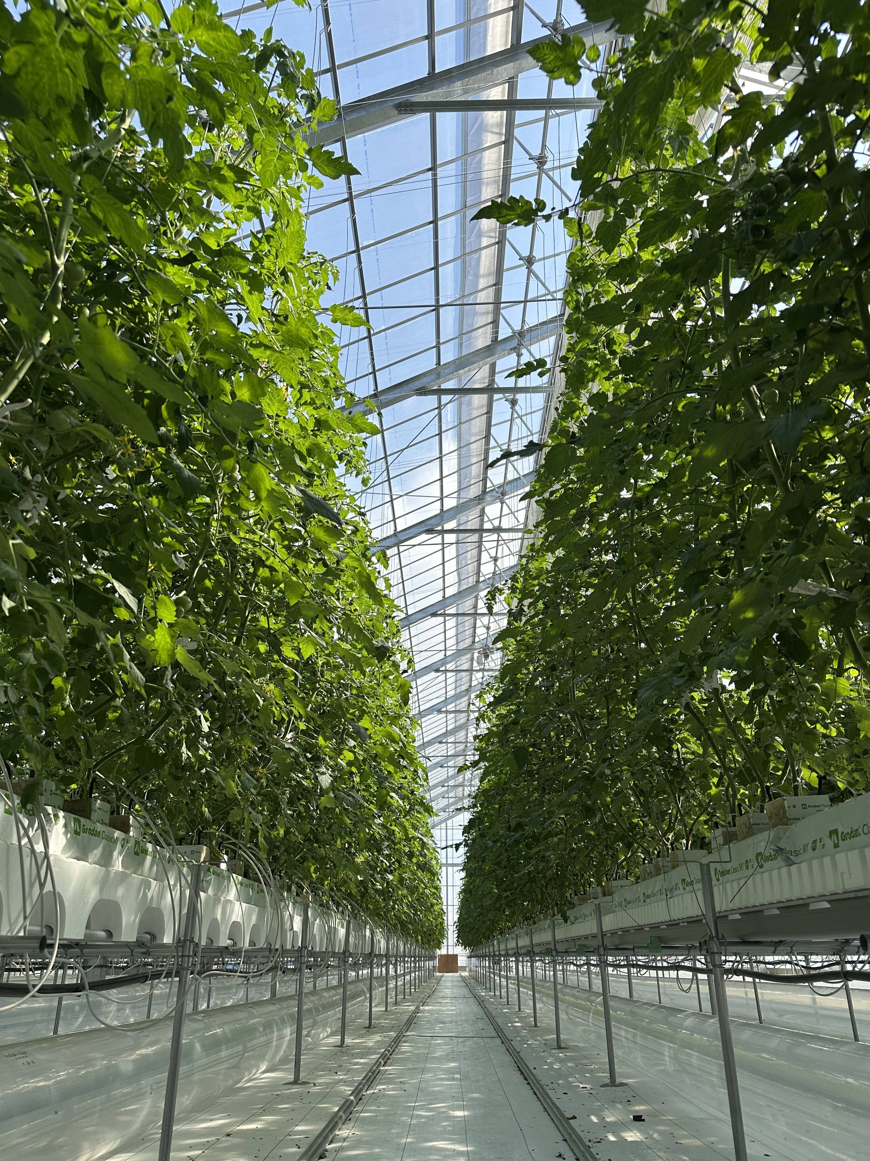 玉垣 直哉(SOLE SPROUT)へのレビュー・商品：兵庫県｜食べチョク｜産地