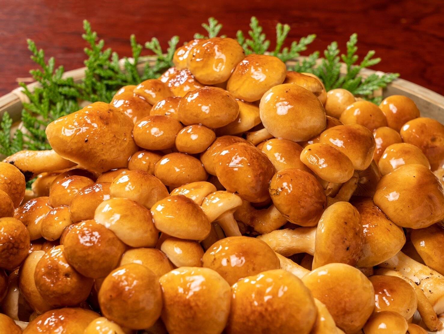 41a54d446d975376036462ff41b0a2