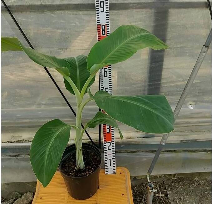 斑入りドワーフナムワバナナの苗 +ステファニア　エクレタ斑入り種