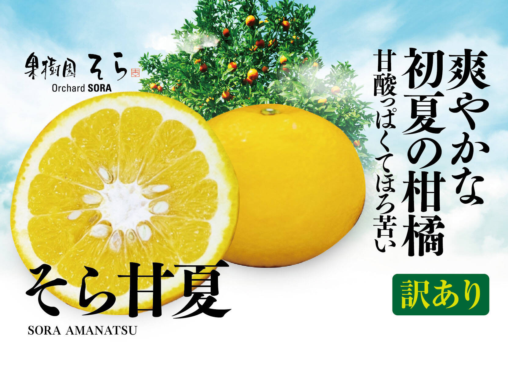 そら甘夏【天空のみかん】愛媛産みかん 訳あり 4kg：愛媛県産のみかん 