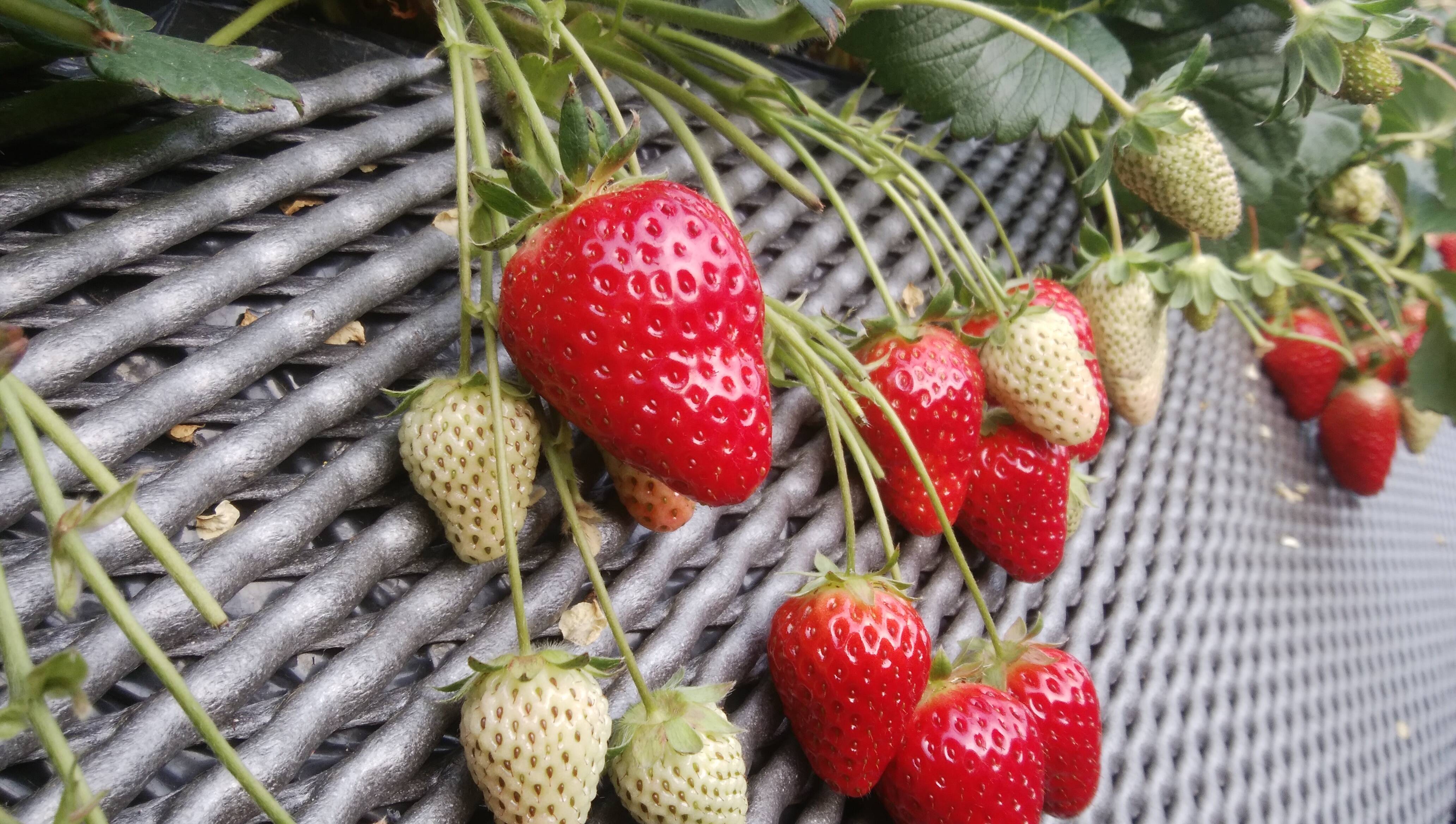 たっぷり 奈良ブランドいちご 古都華 特別栽培農産物 3kg 3箱 奈良県産 食べチョク 農家 漁師の産直ネット通販 旬の食材を生産者直送