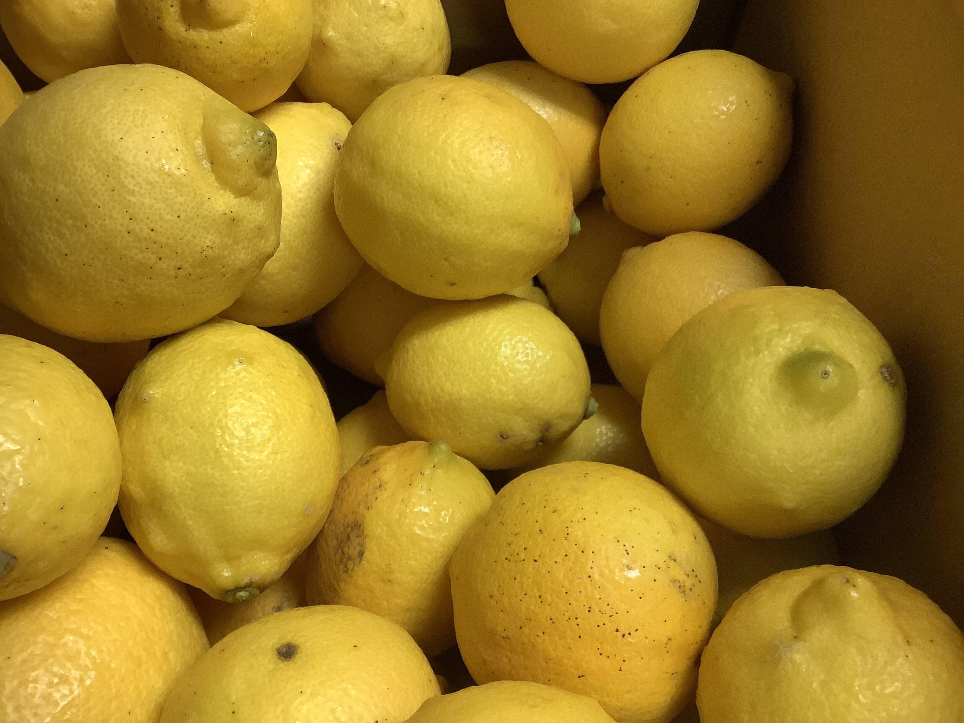 国産レモン】イエローサブマリン〜♫国産レモン家庭用B品 2kg：神奈川