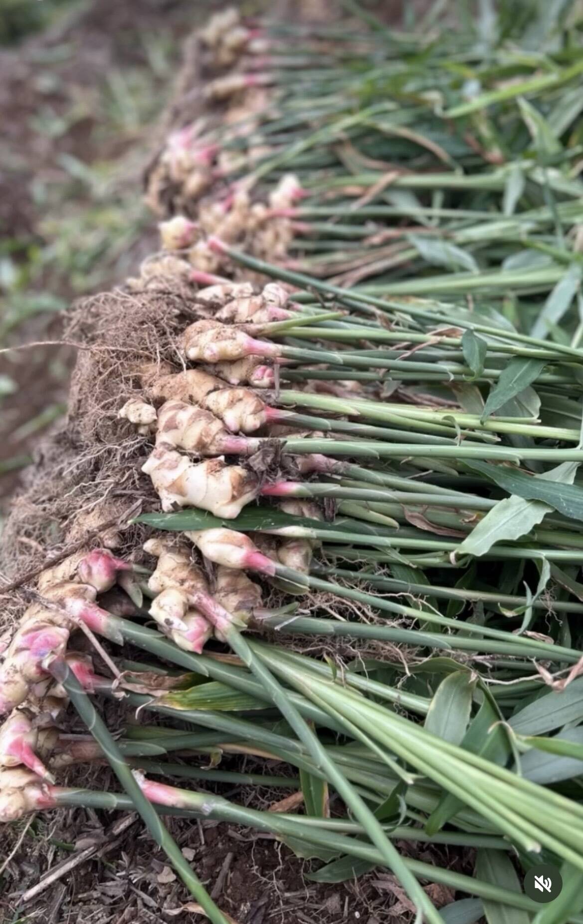 高知県産 朝採れ新生姜 3キロクール：高知県産のその他薬味・スパイス