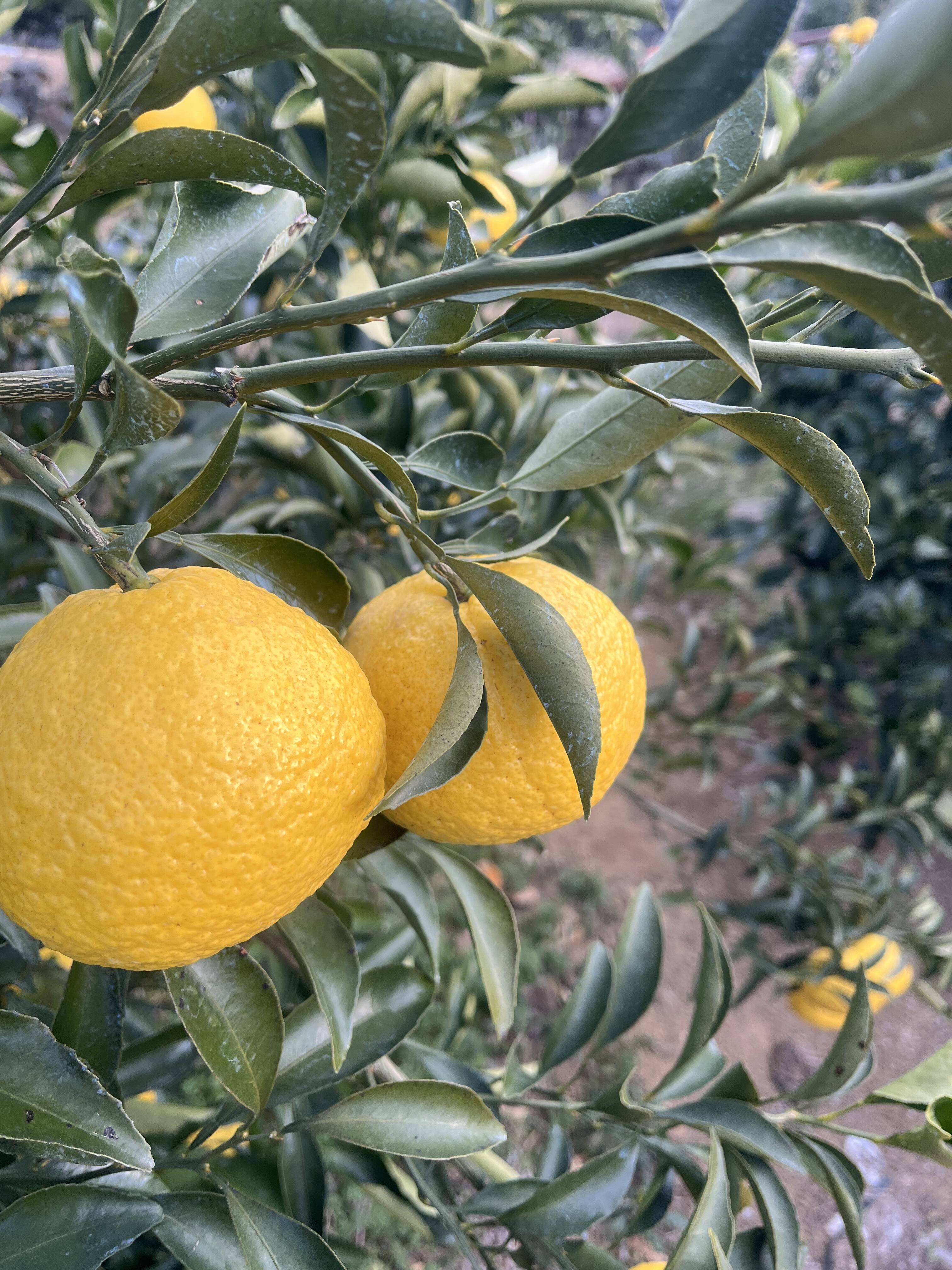 上品な柑橘「はるか」5kg：愛媛県産の果物｜食べチョク｜産地直送(産直