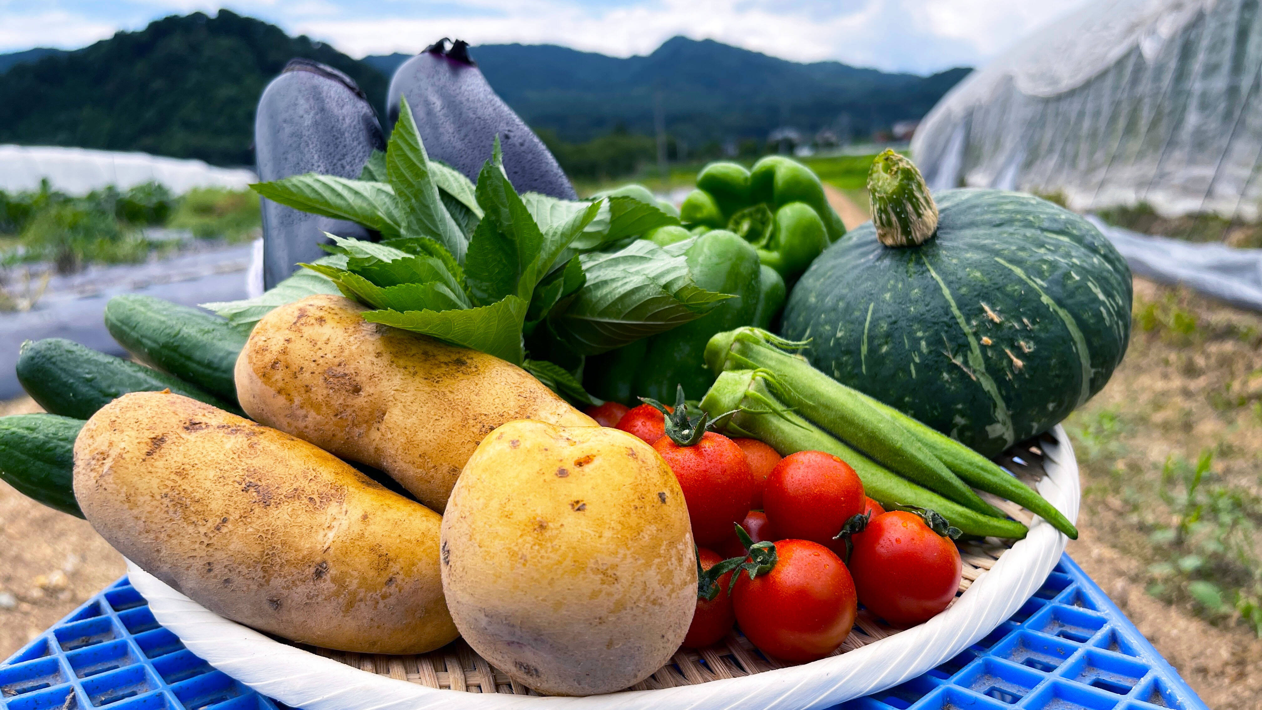 4種セット】＼季節の新鮮野菜／詰め合わせセット【ナス・トマトなど