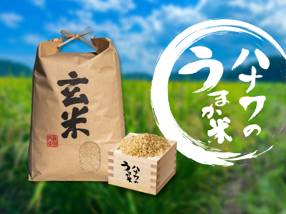 農薬無し 純こしひかり 10㎏ 玄米 - 米・雑穀・粉類