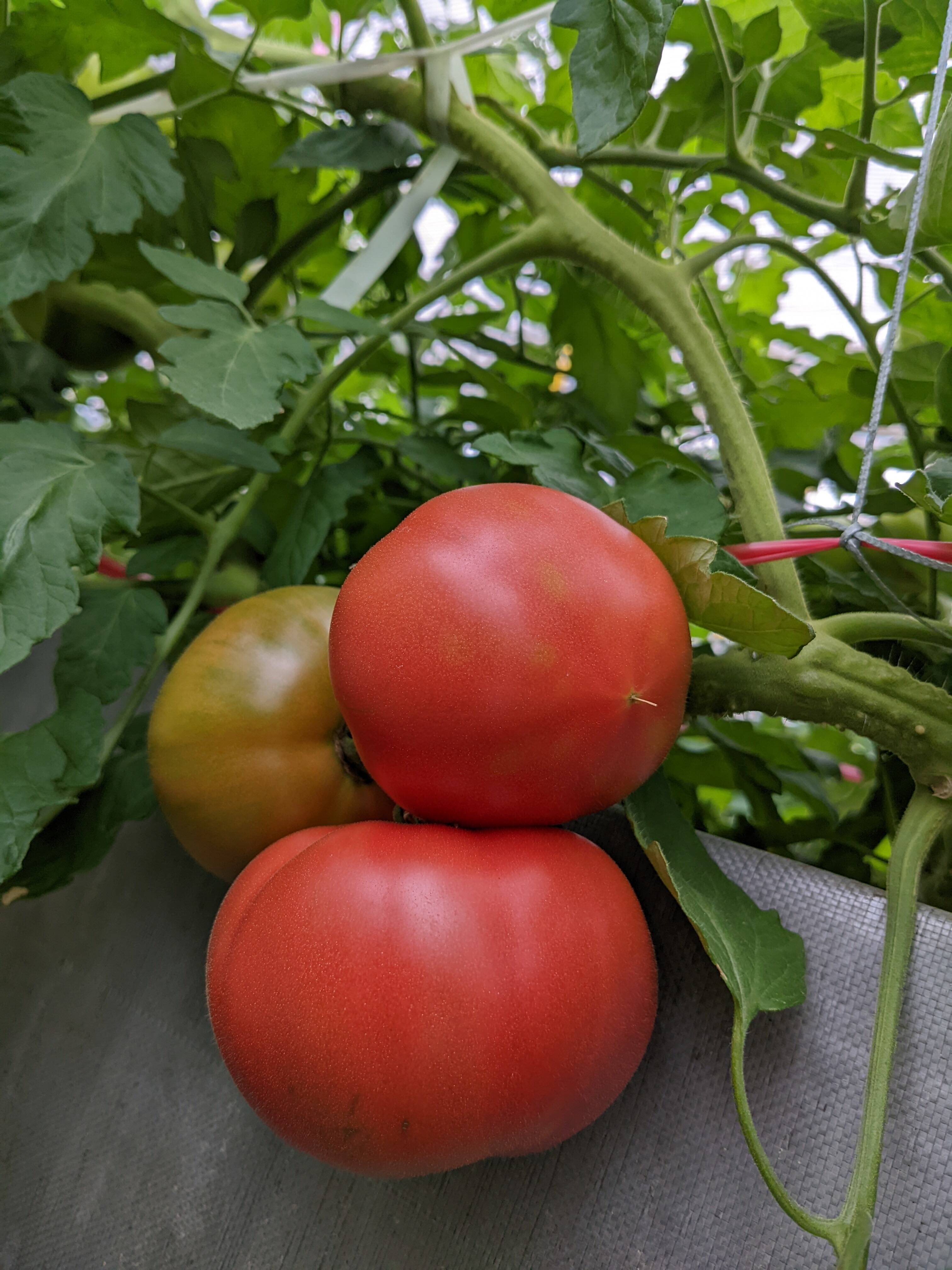 トマト みそら 規格外 5kg - 野菜