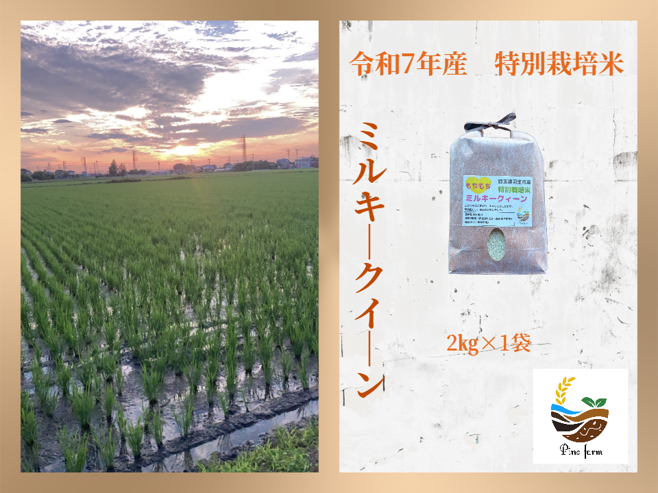 R7年産特別栽培米 ミルキークイーン 2㎏：埼玉県産のミルキークイーン