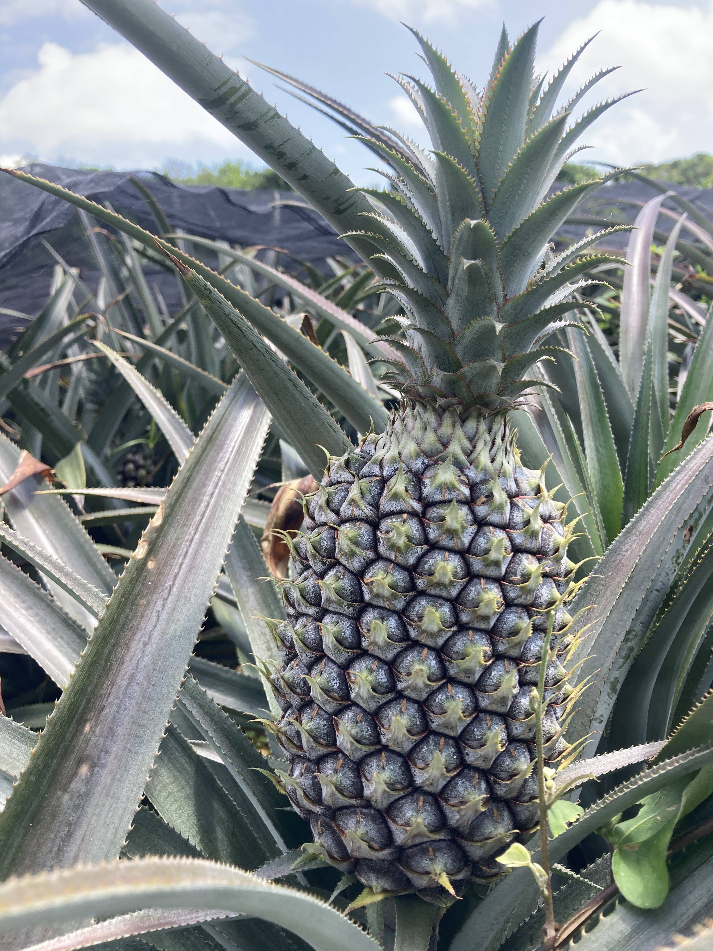 産地直送！TOKiふぁーむ「スナックパイン」5kg：沖縄県産の
